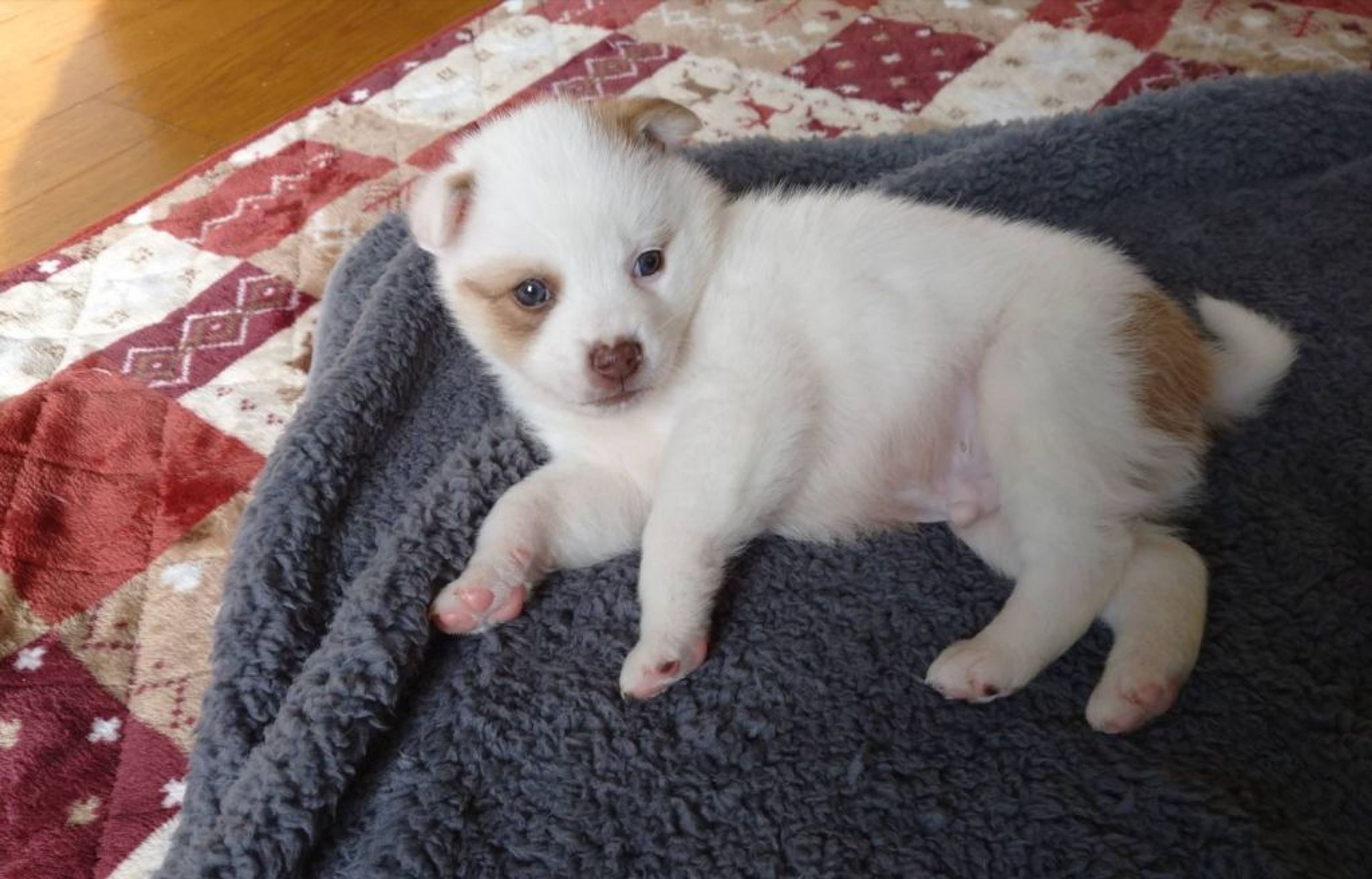 pet-image-2