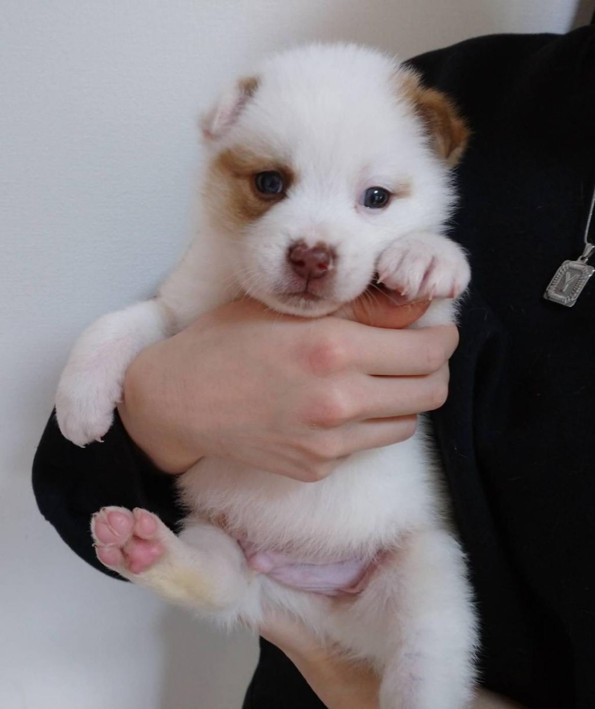 pet-image-4