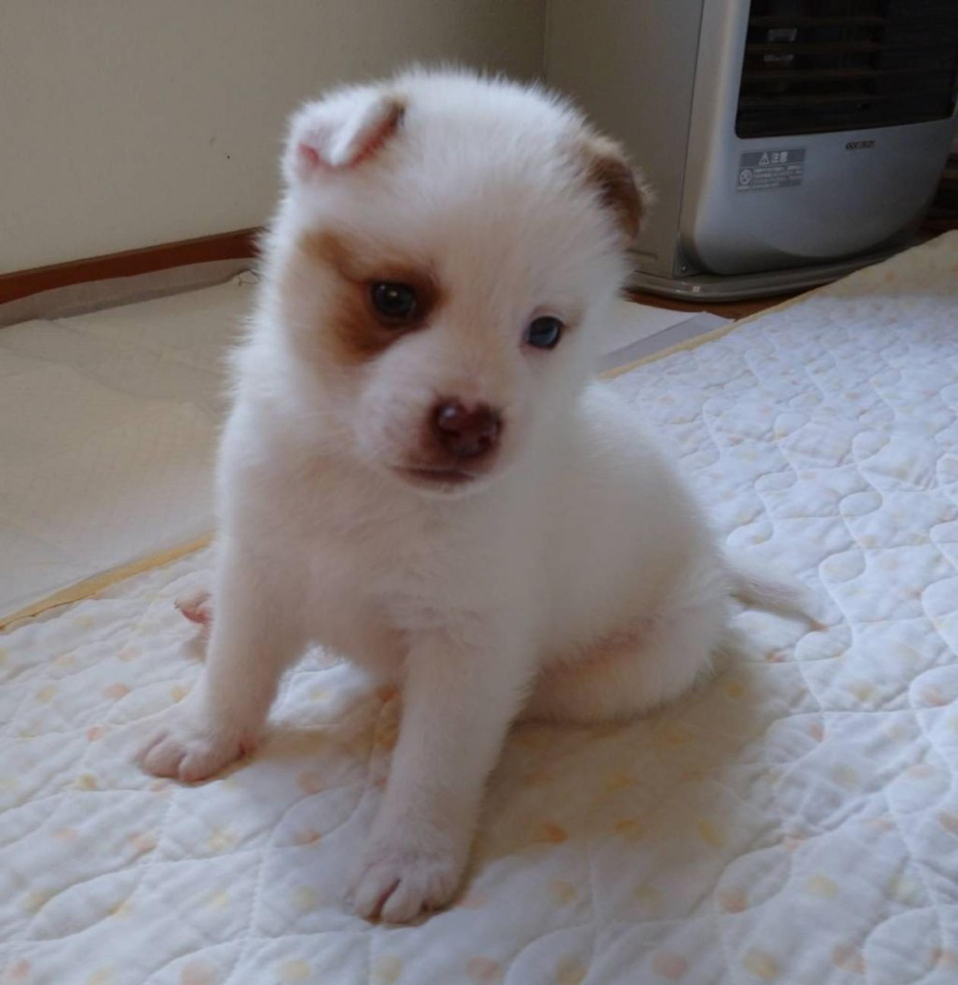 pet-image-5