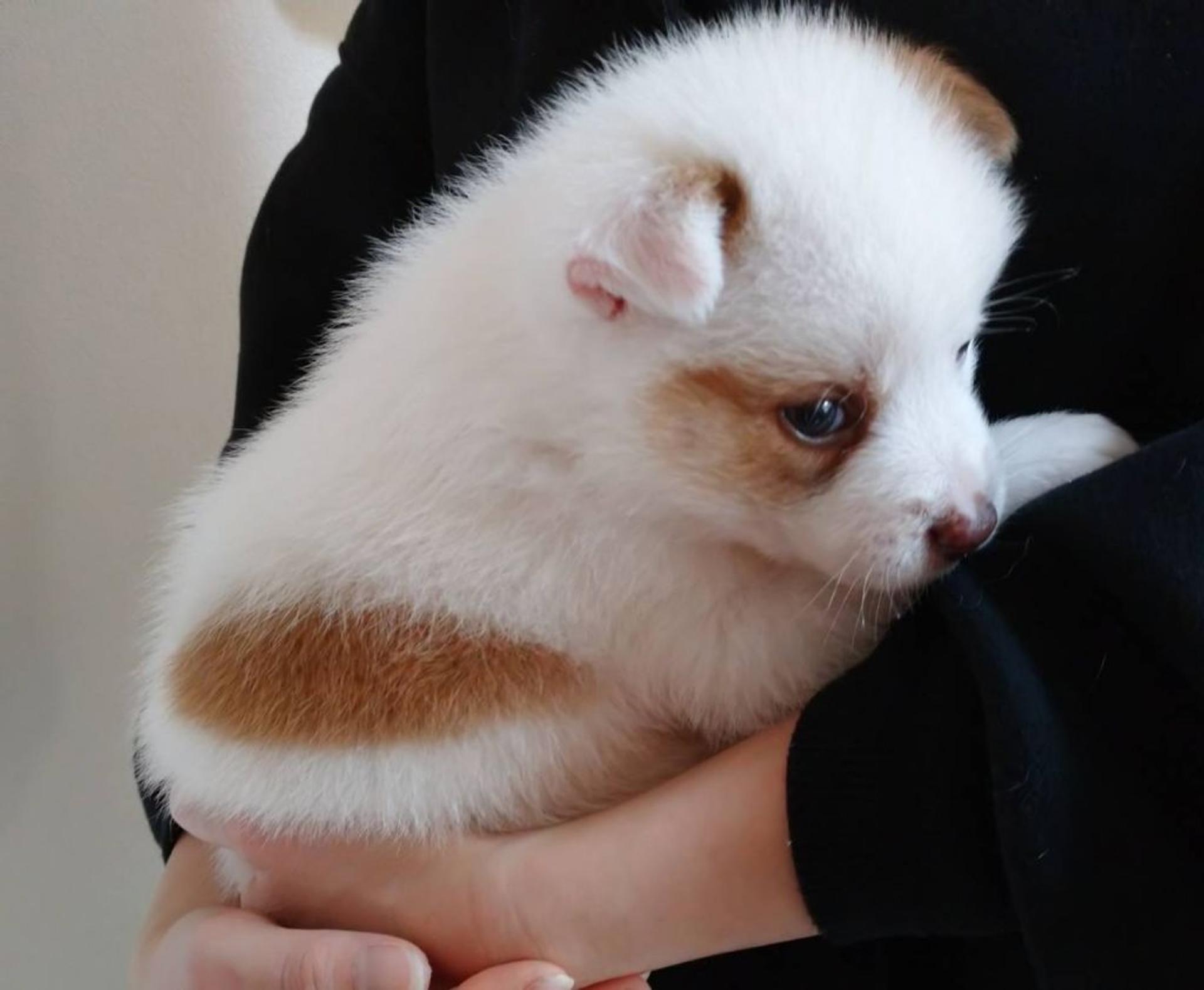 pet-image-6