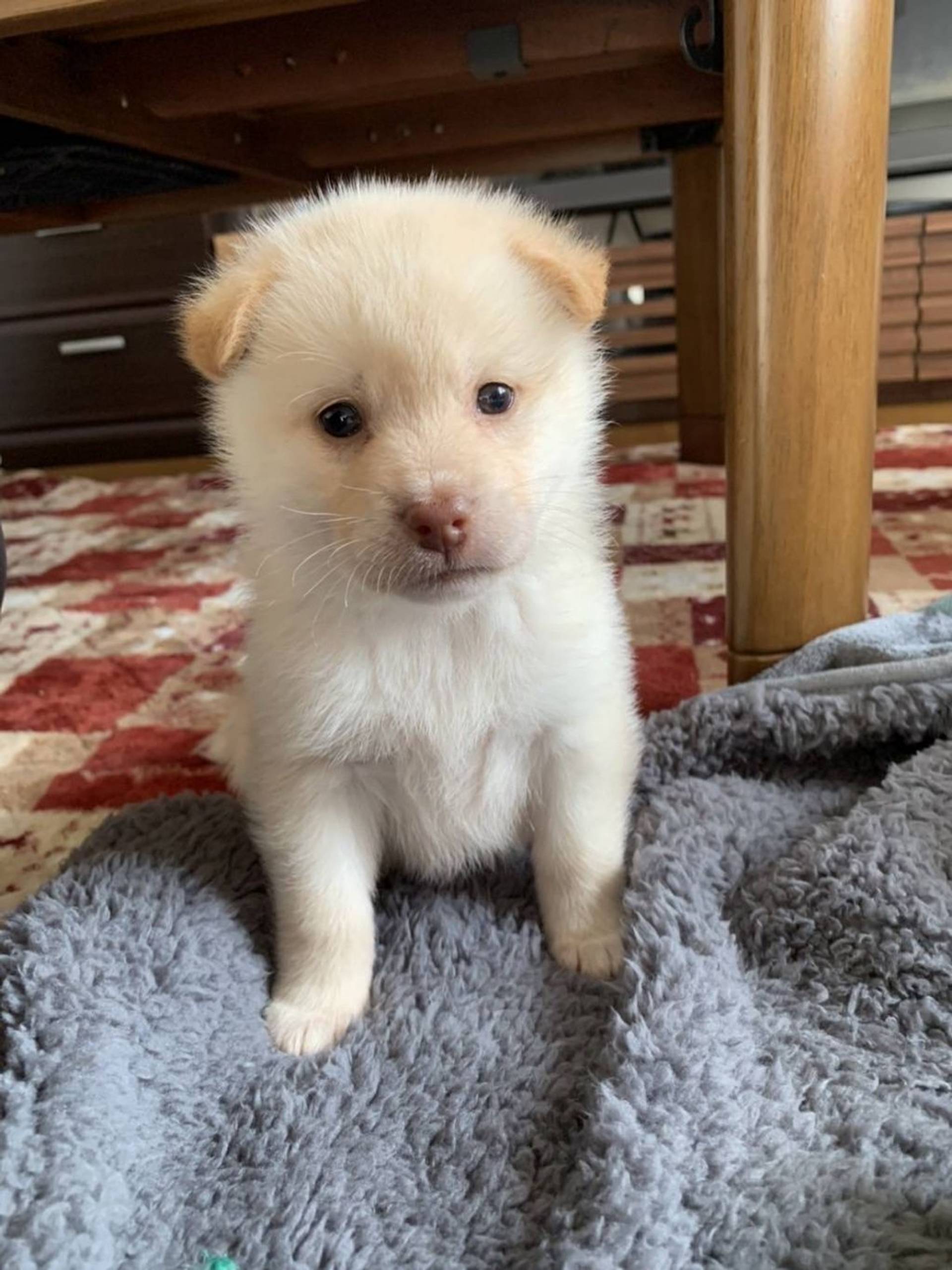 雑種（ミックス犬）・メスの里親募集の写真