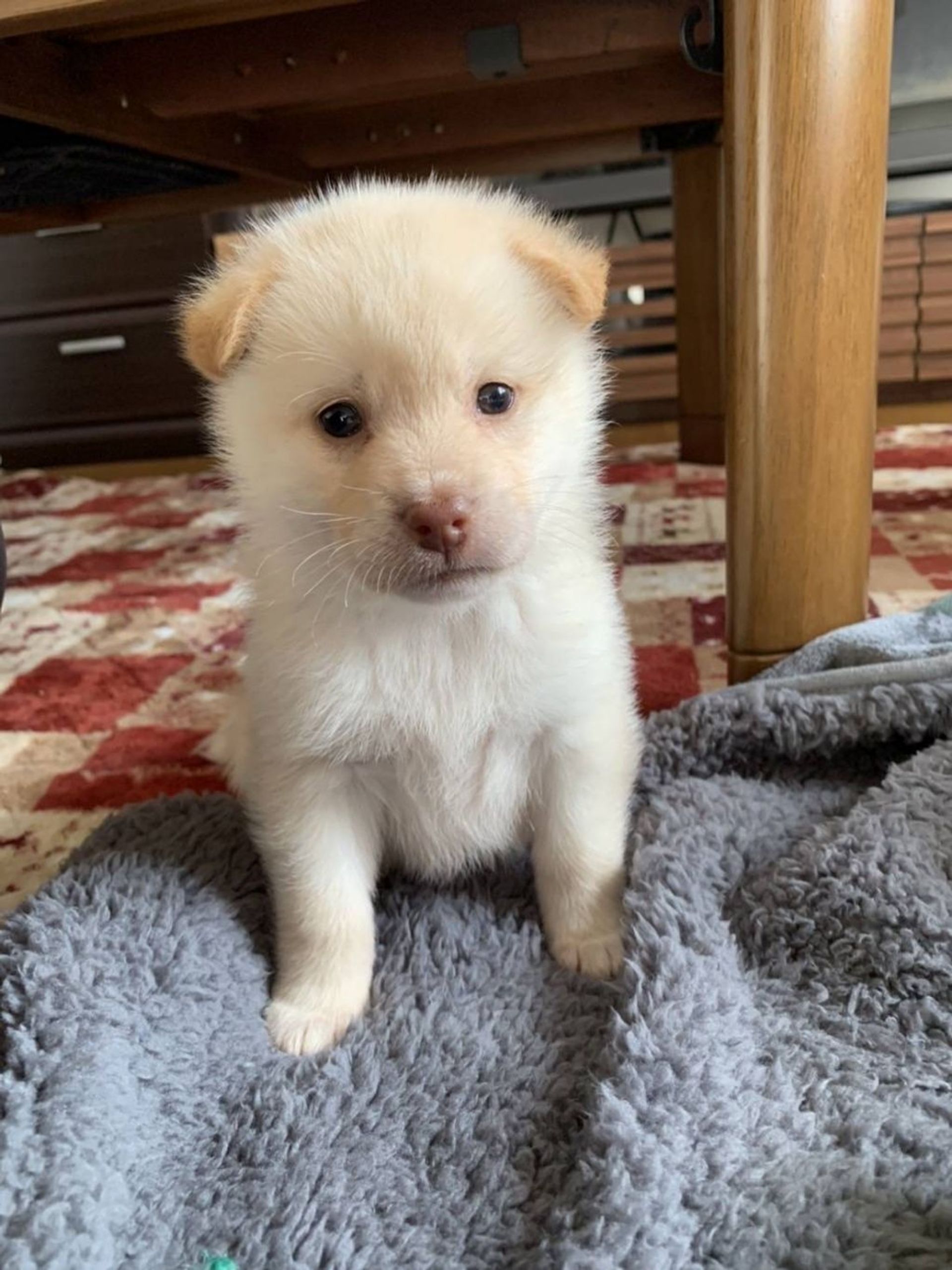 雑種（ミックス犬）・メスの里親募集の写真