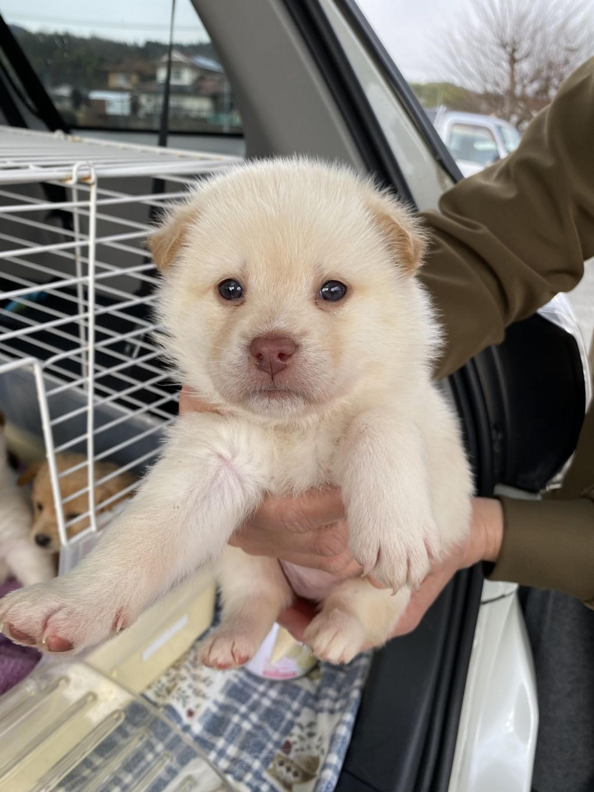 pet-image-7