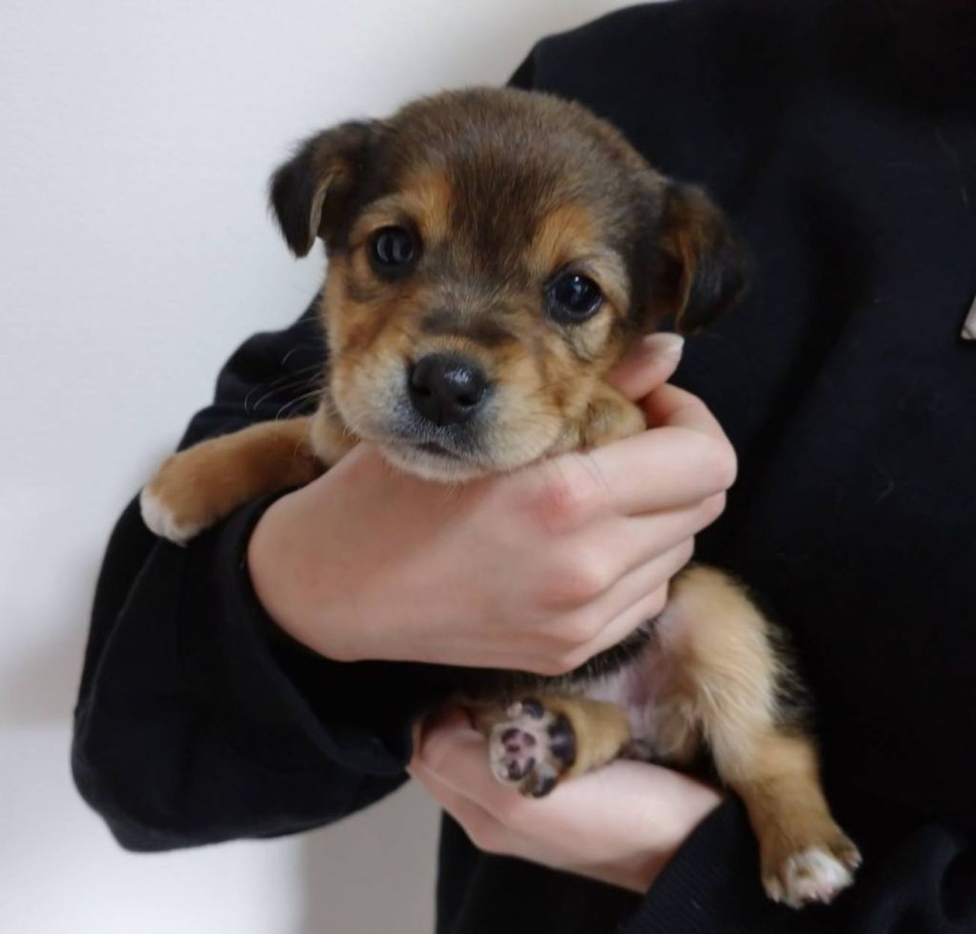 雑種（ミックス犬）・メスの里親募集の写真