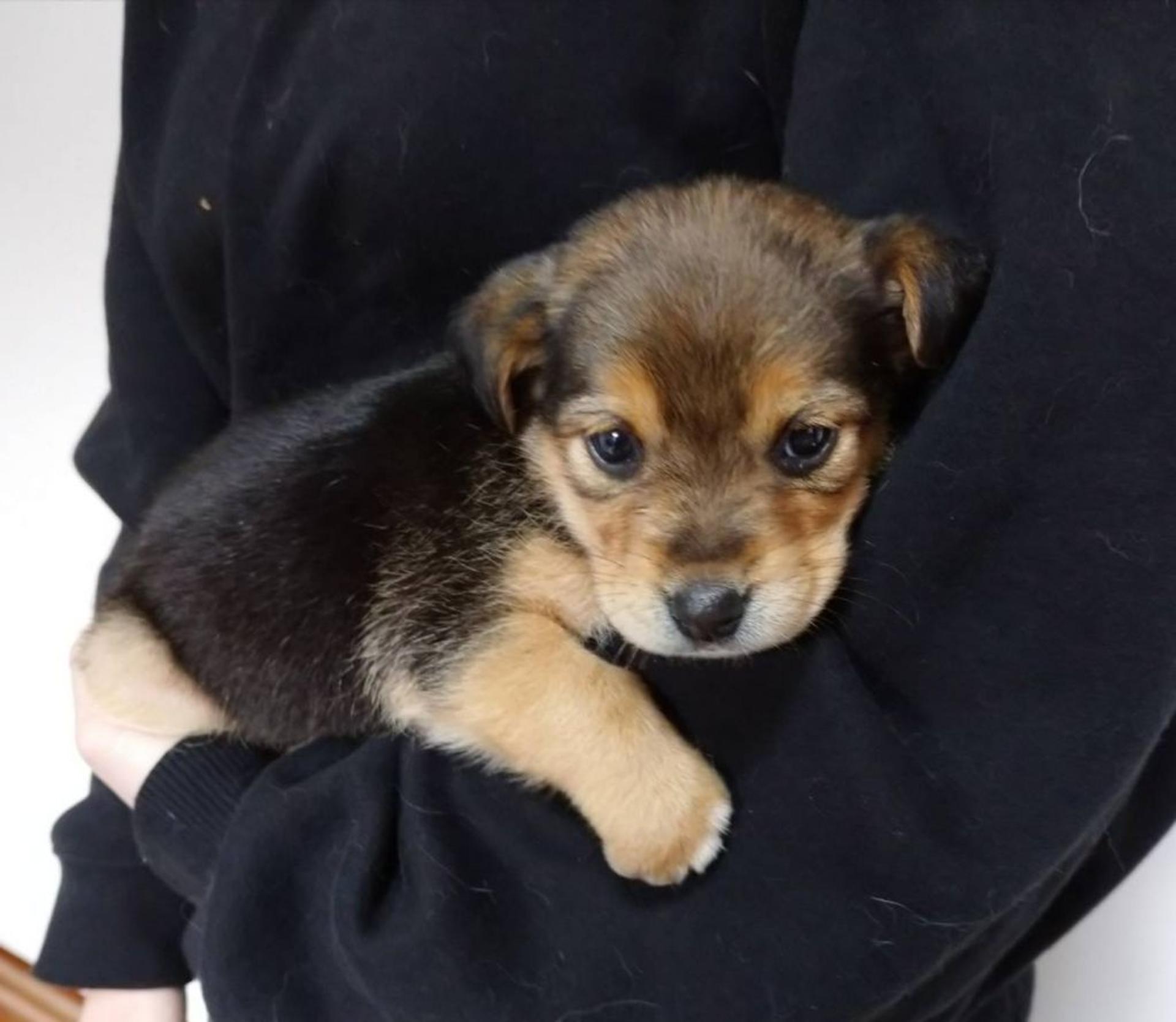 pet-image-3