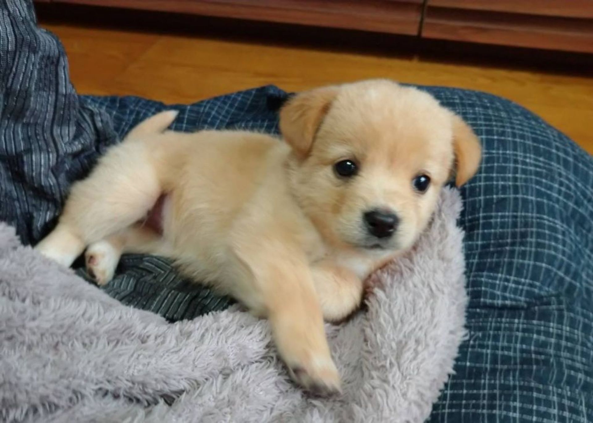 雑種（ミックス犬）・メスの里親募集の写真