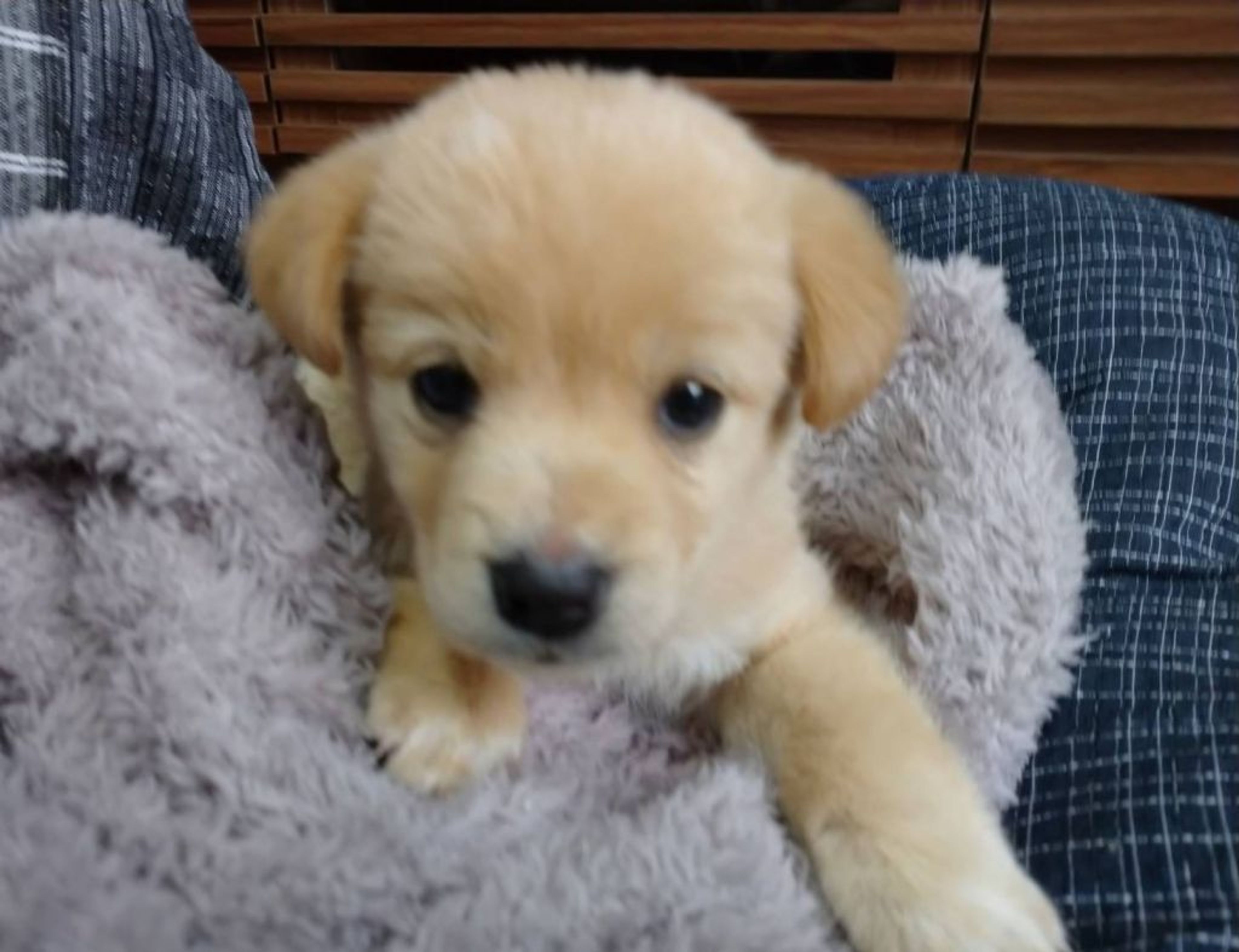 pet-image-3