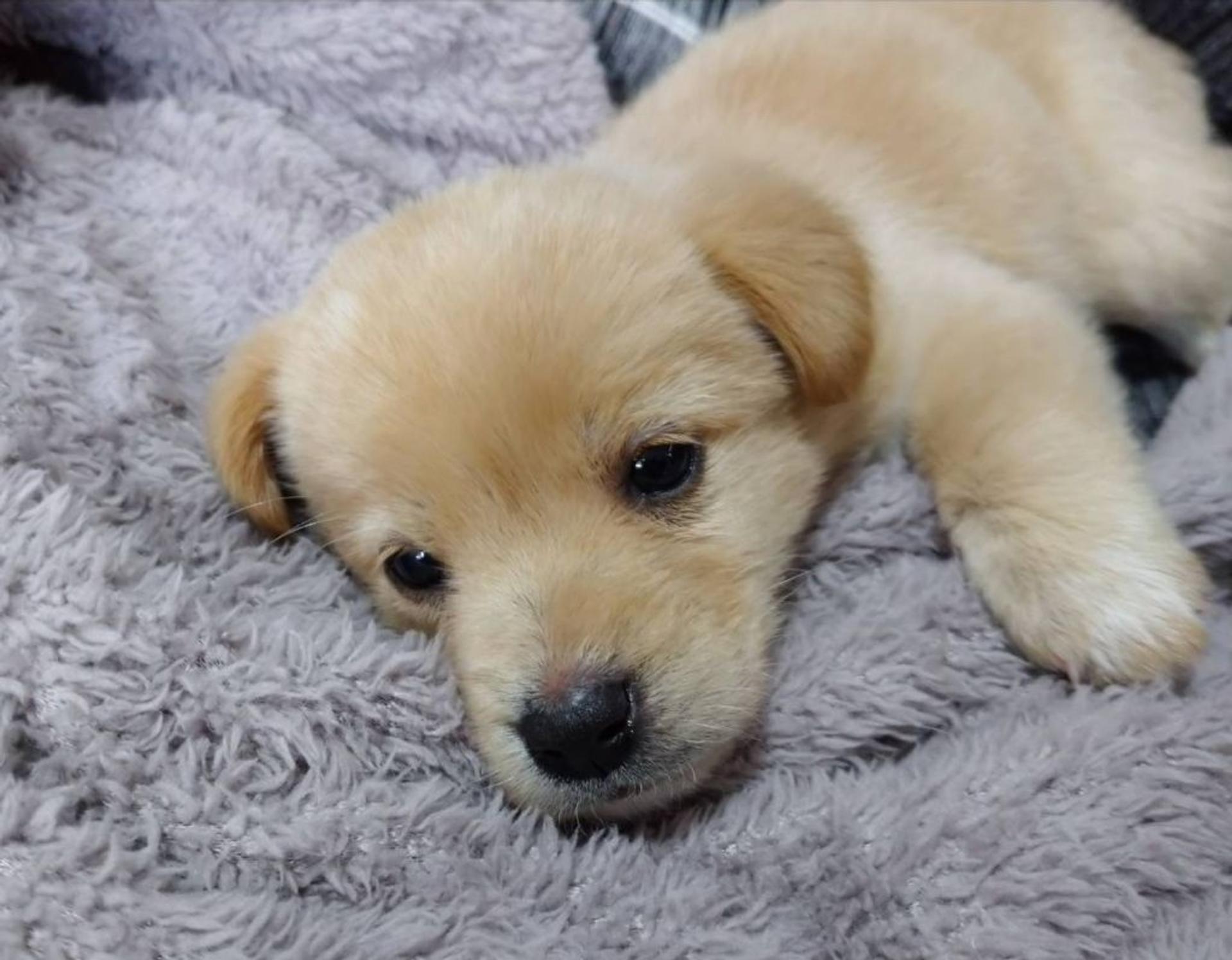 pet-image-4