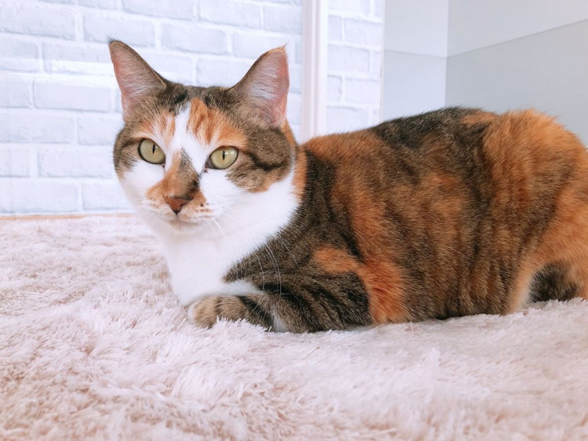 雑種（ミックス猫）・メスの里親募集の写真