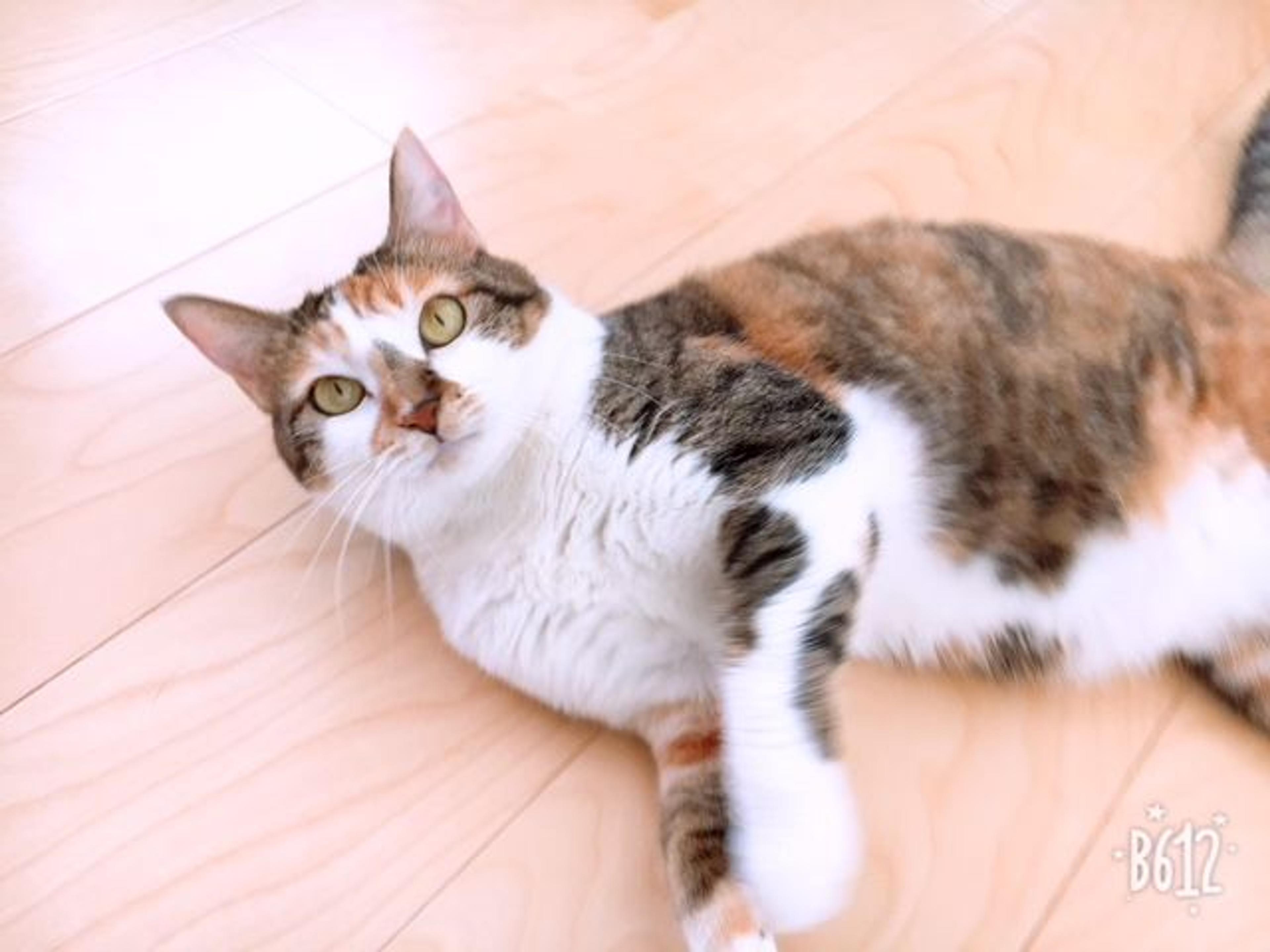 pet-image-2