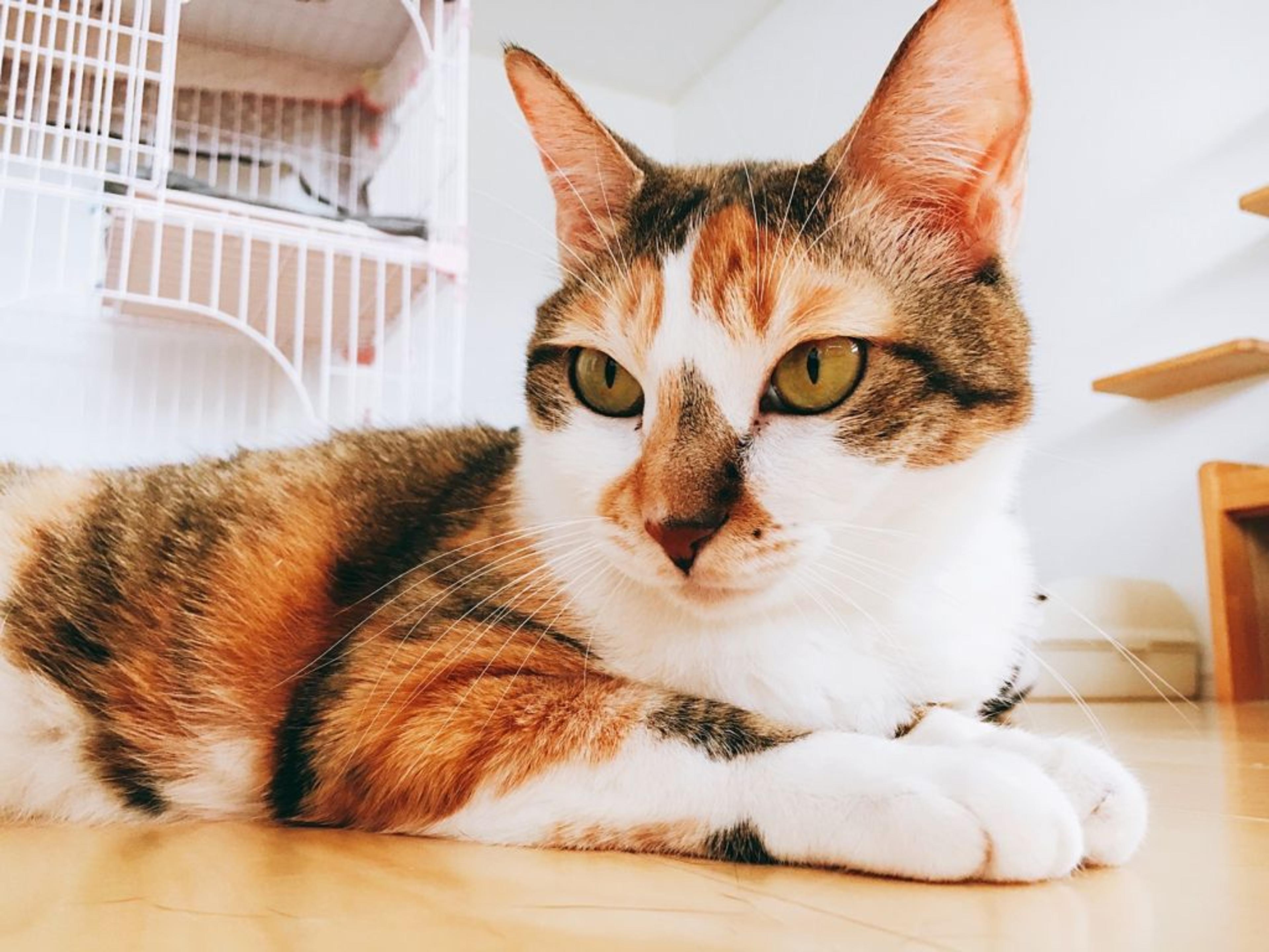 pet-image-3