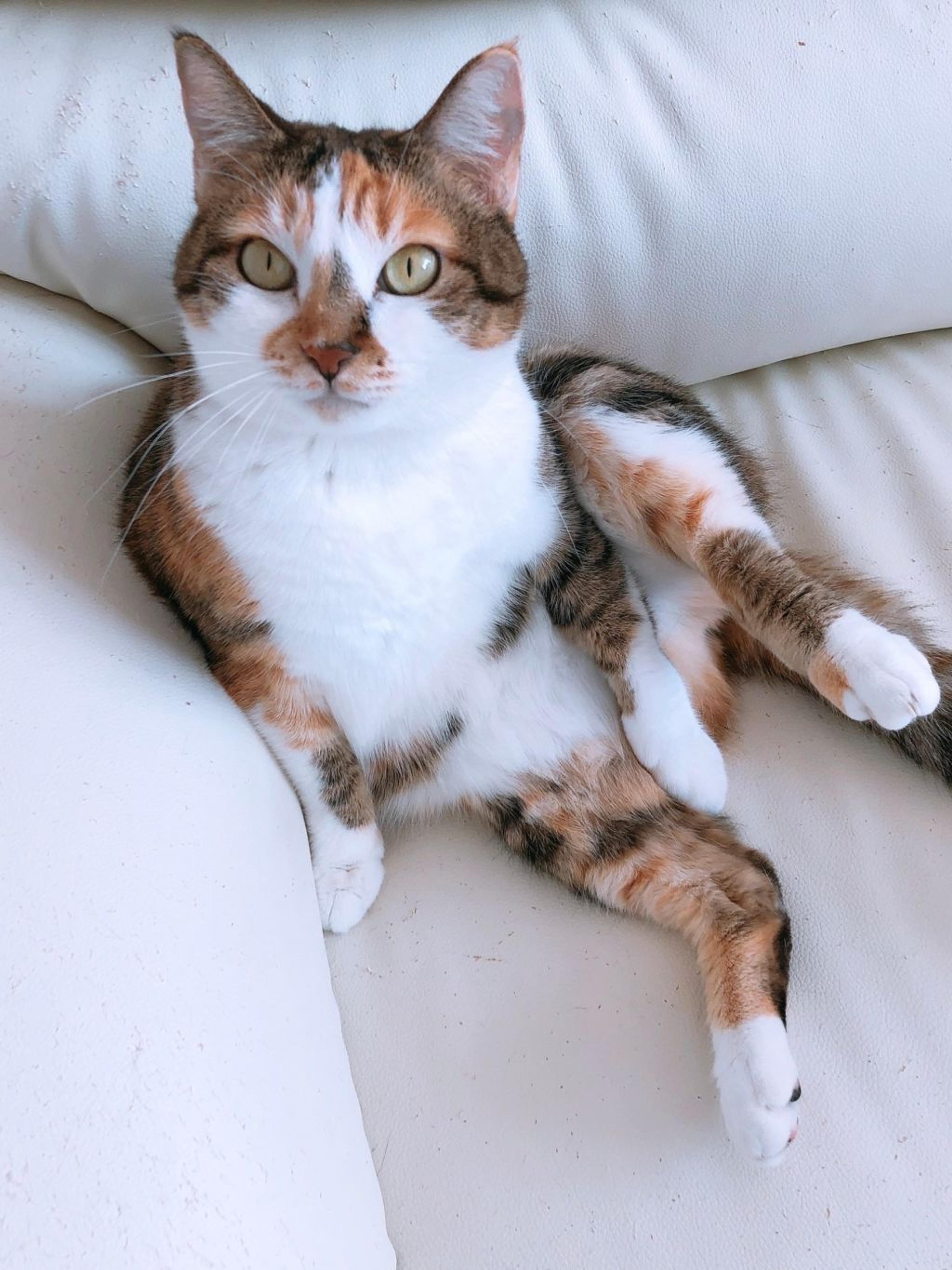 pet-image-4