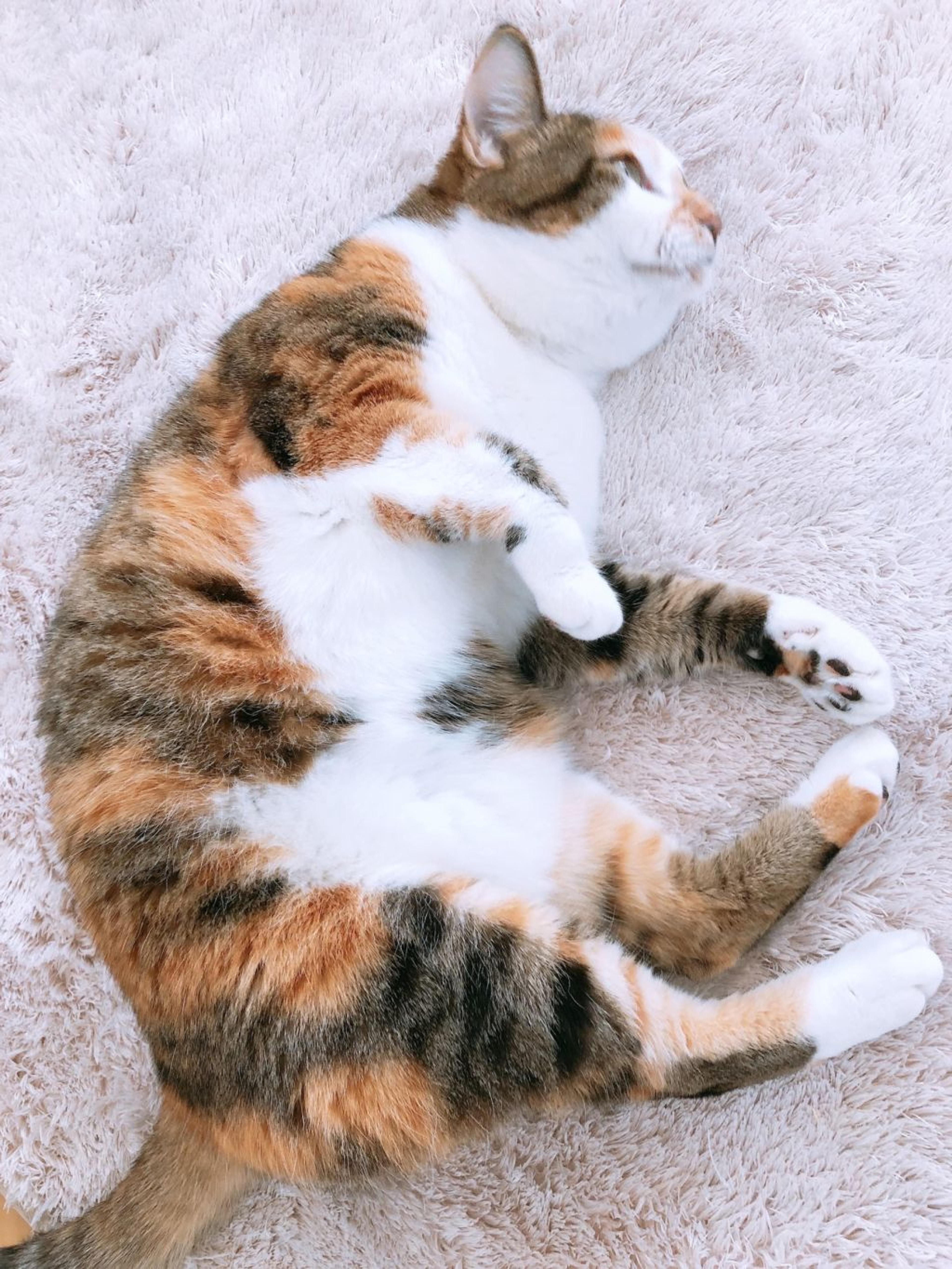 pet-image-5