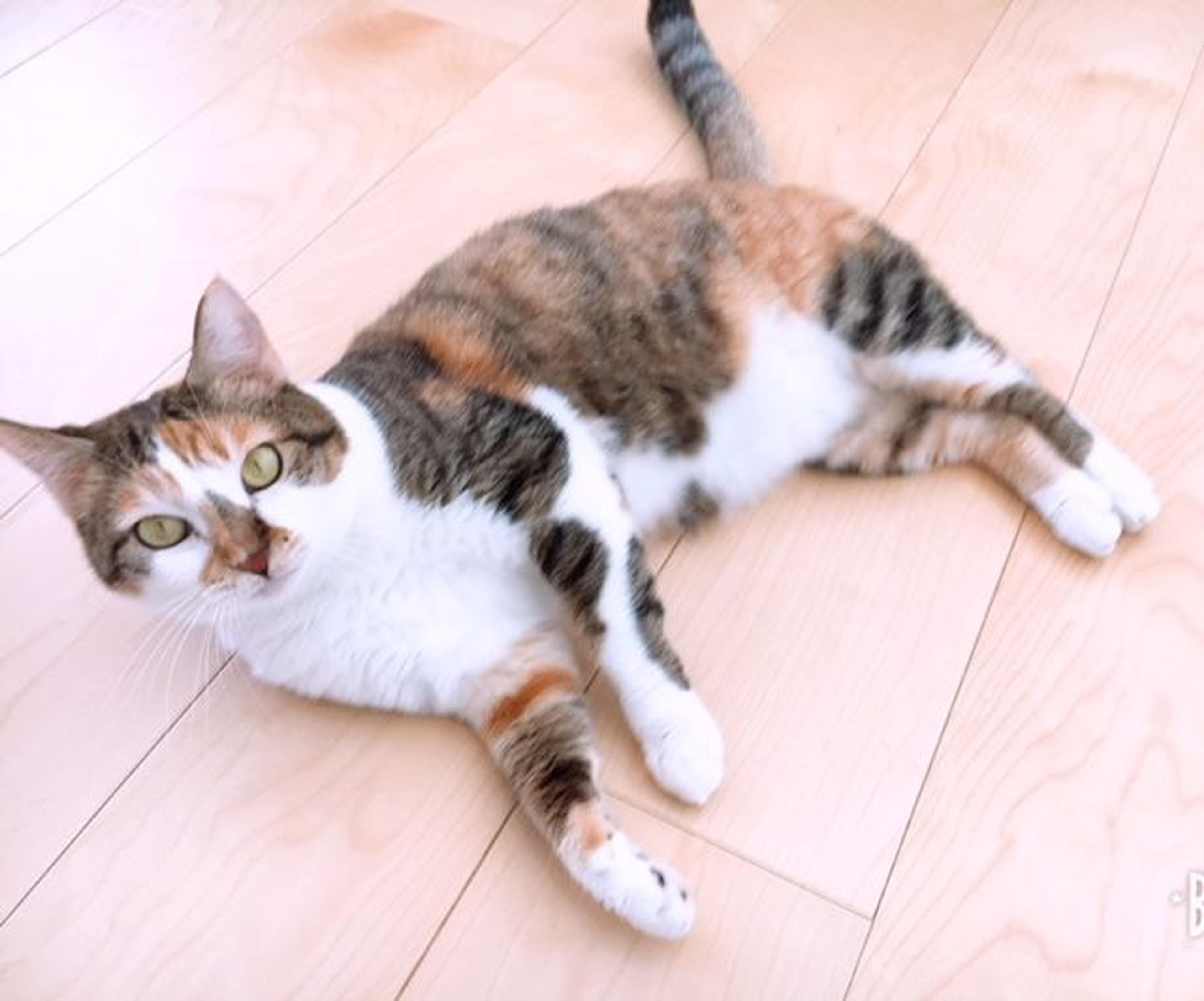 pet-image-7