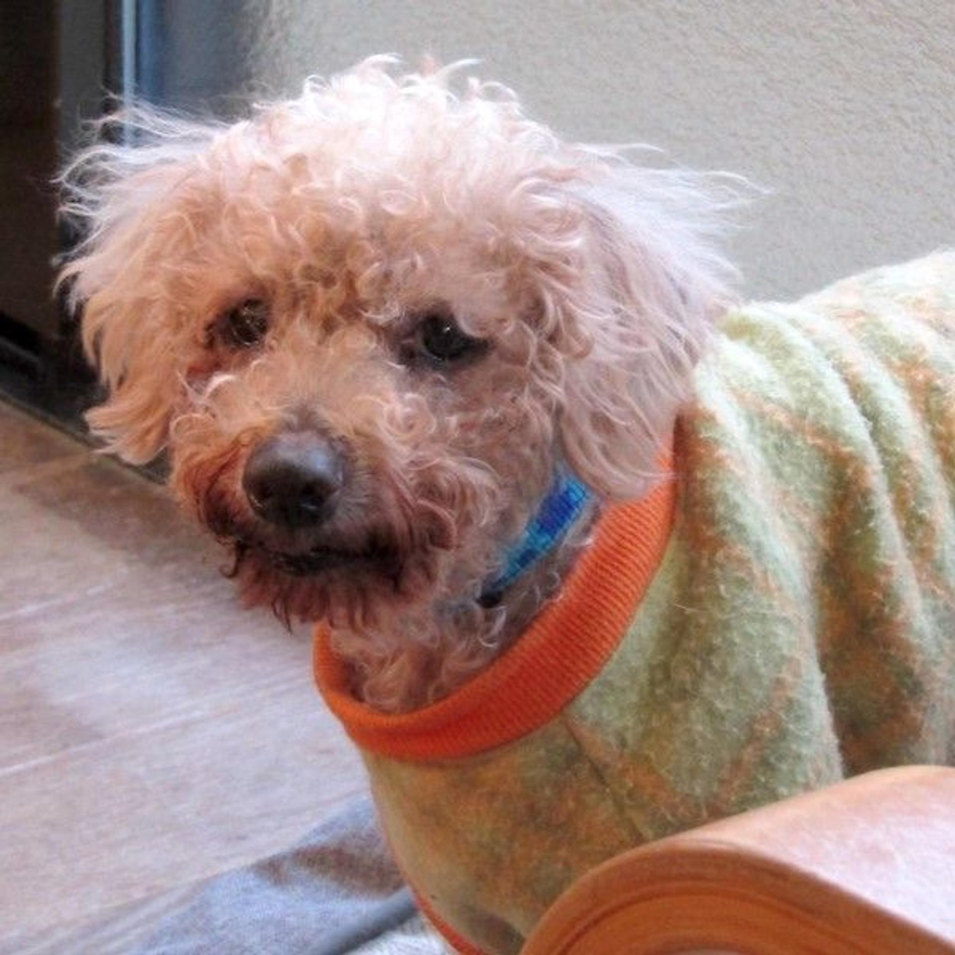 pet-image-3
