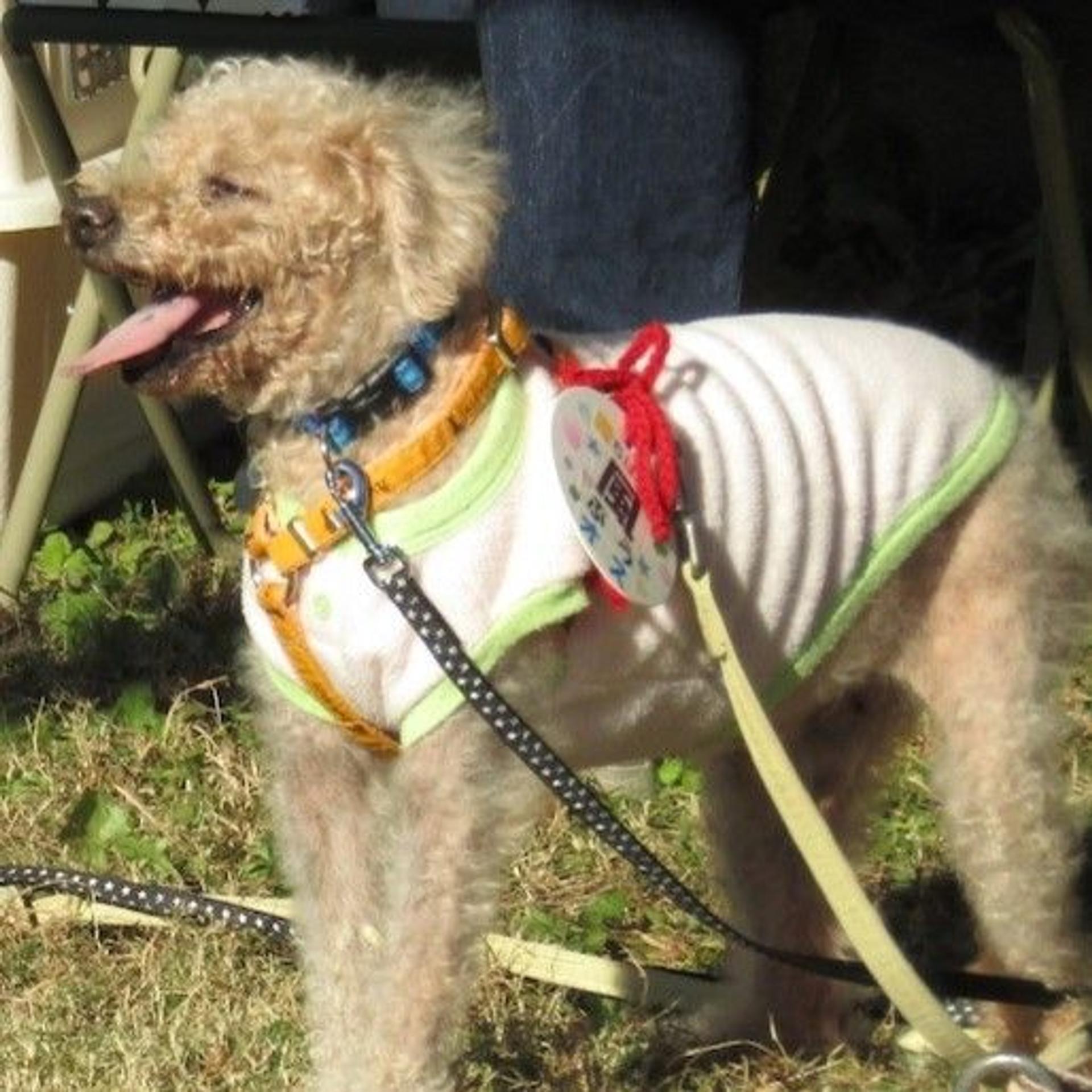 pet-image-4