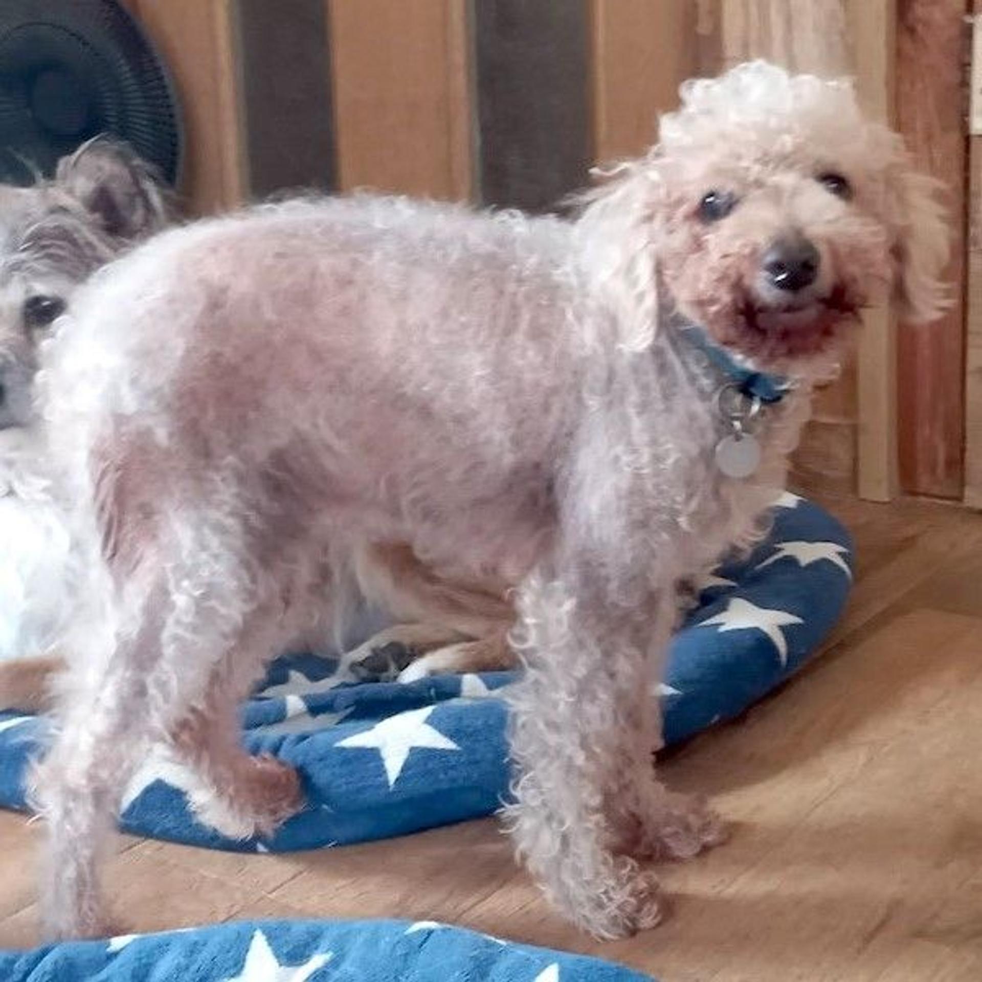 pet-image-2