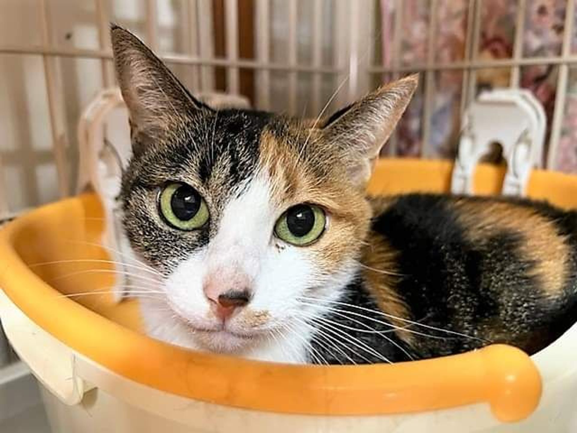 雑種（ミックス猫）・メスの里親募集の写真