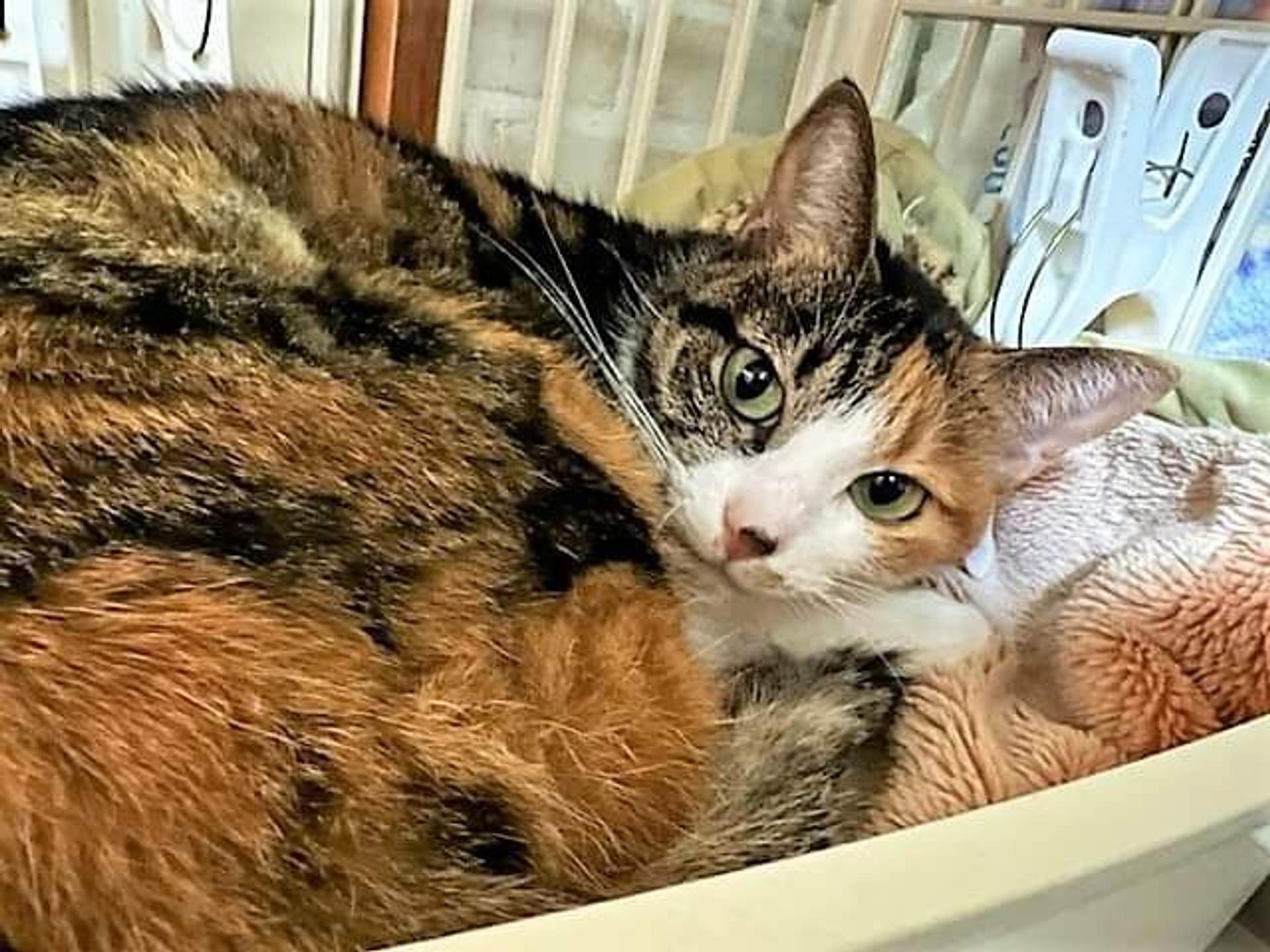 pet-image-6