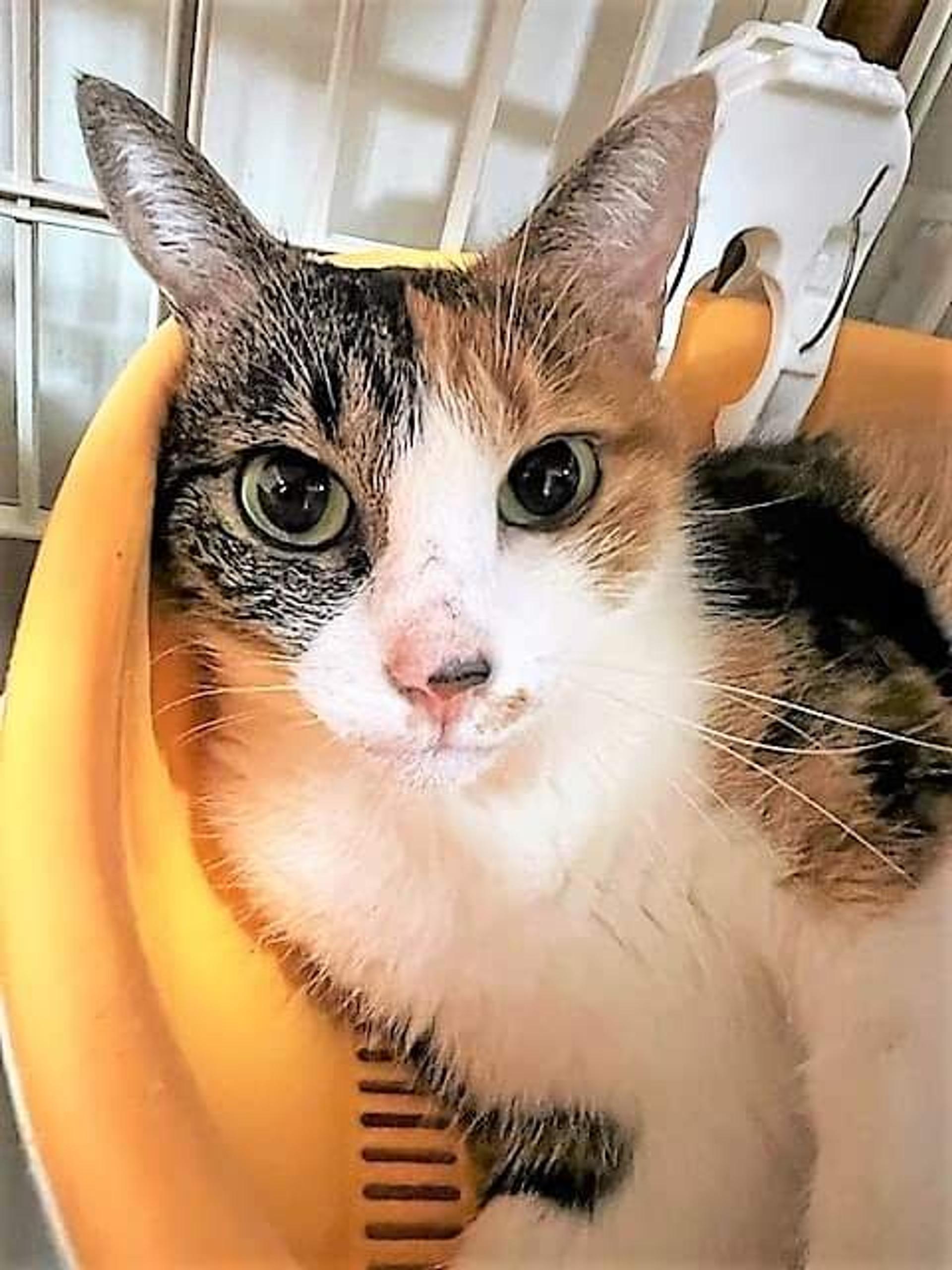 pet-image-8