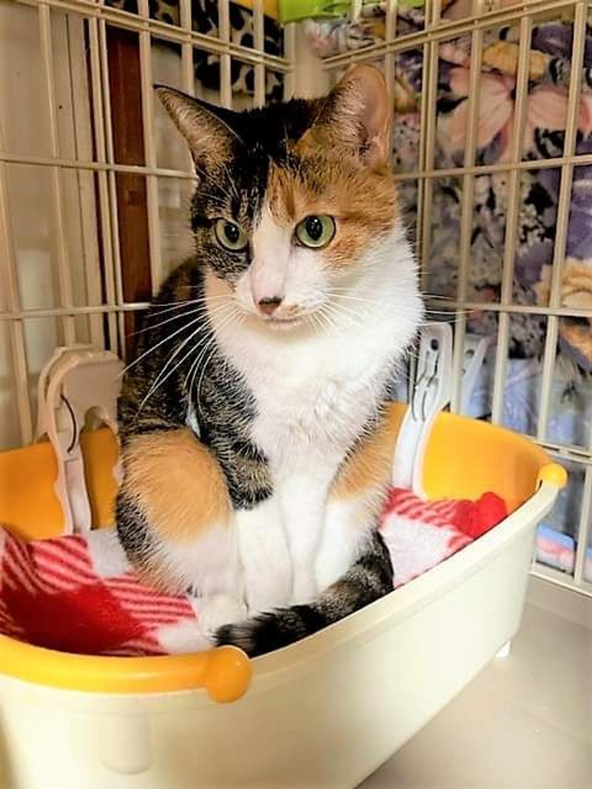 pet-image-9