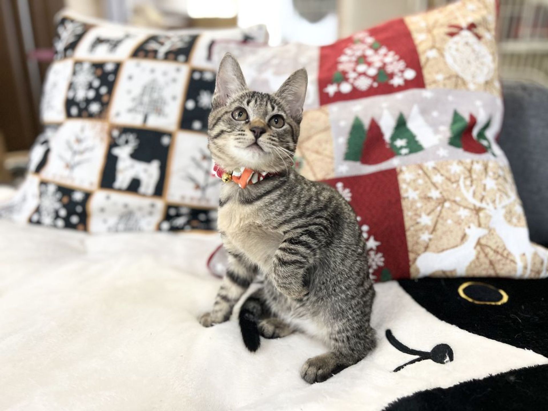雑種（ミックス猫）・メスの里親募集の写真