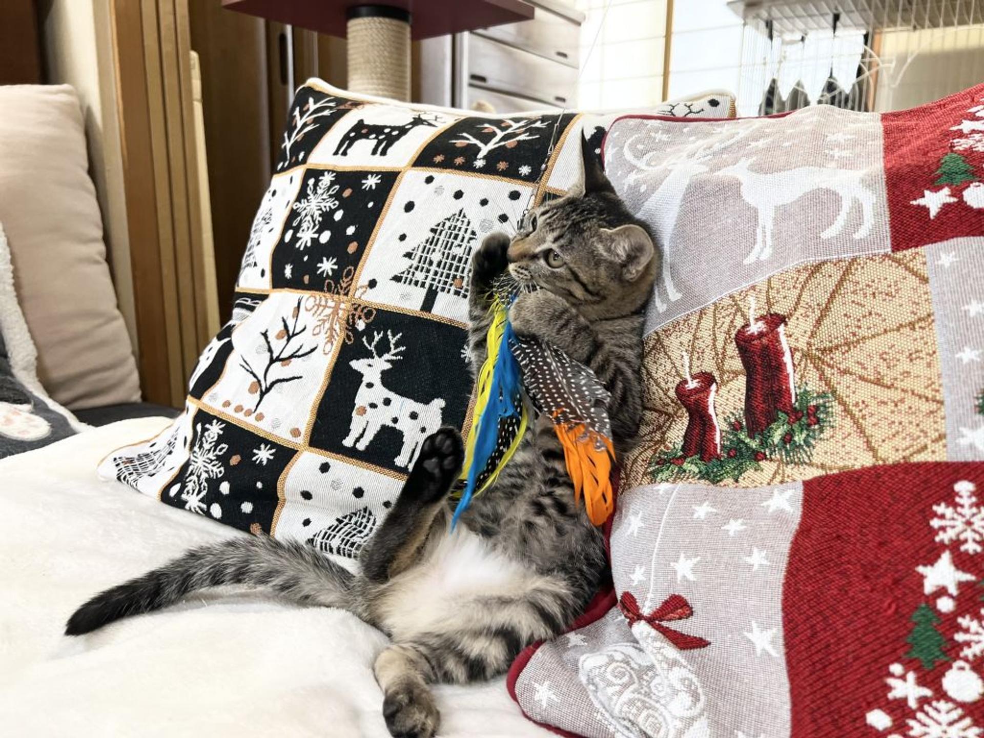 pet-image-4