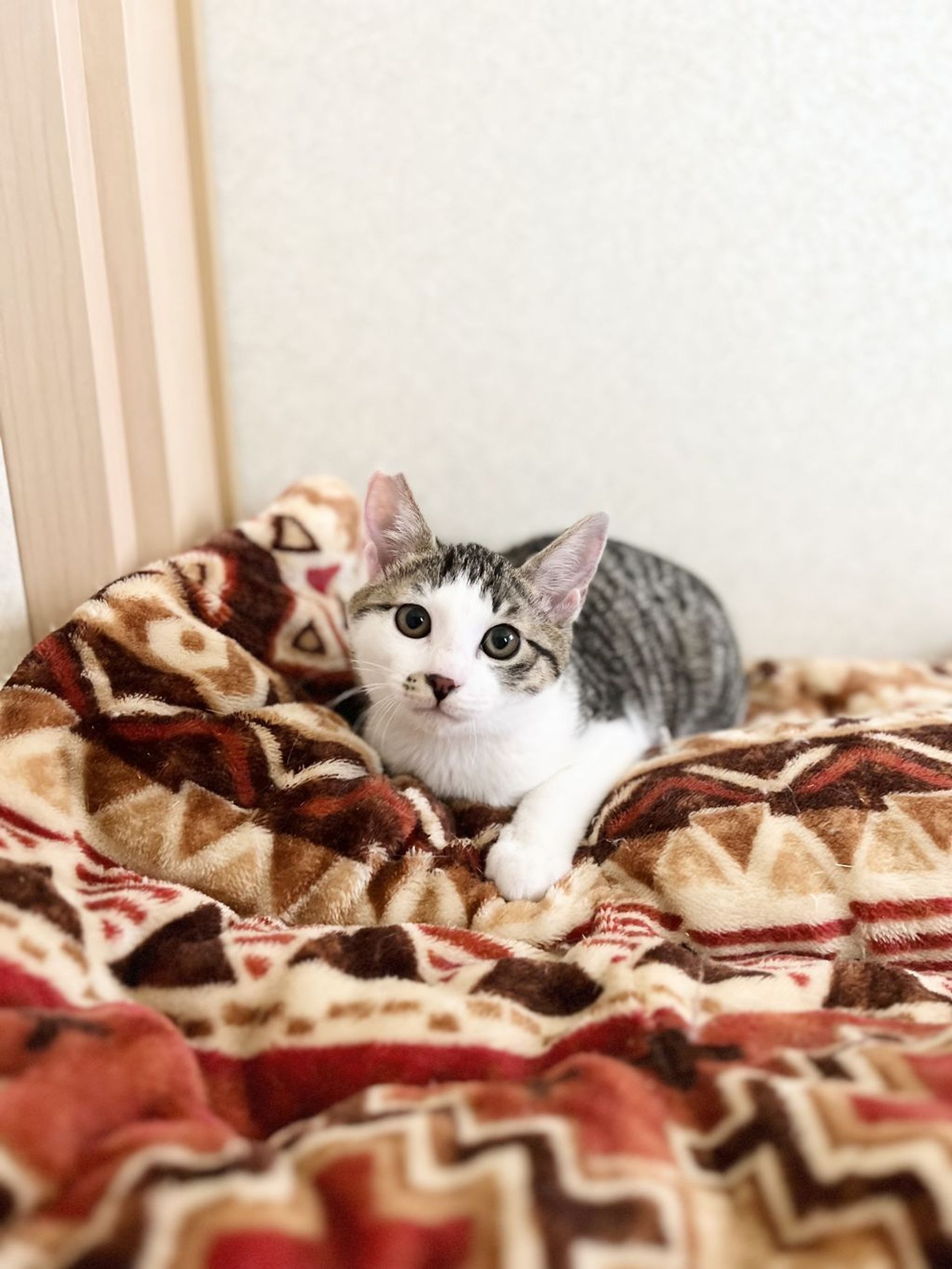雑種（ミックス猫）・オスの里親募集の写真