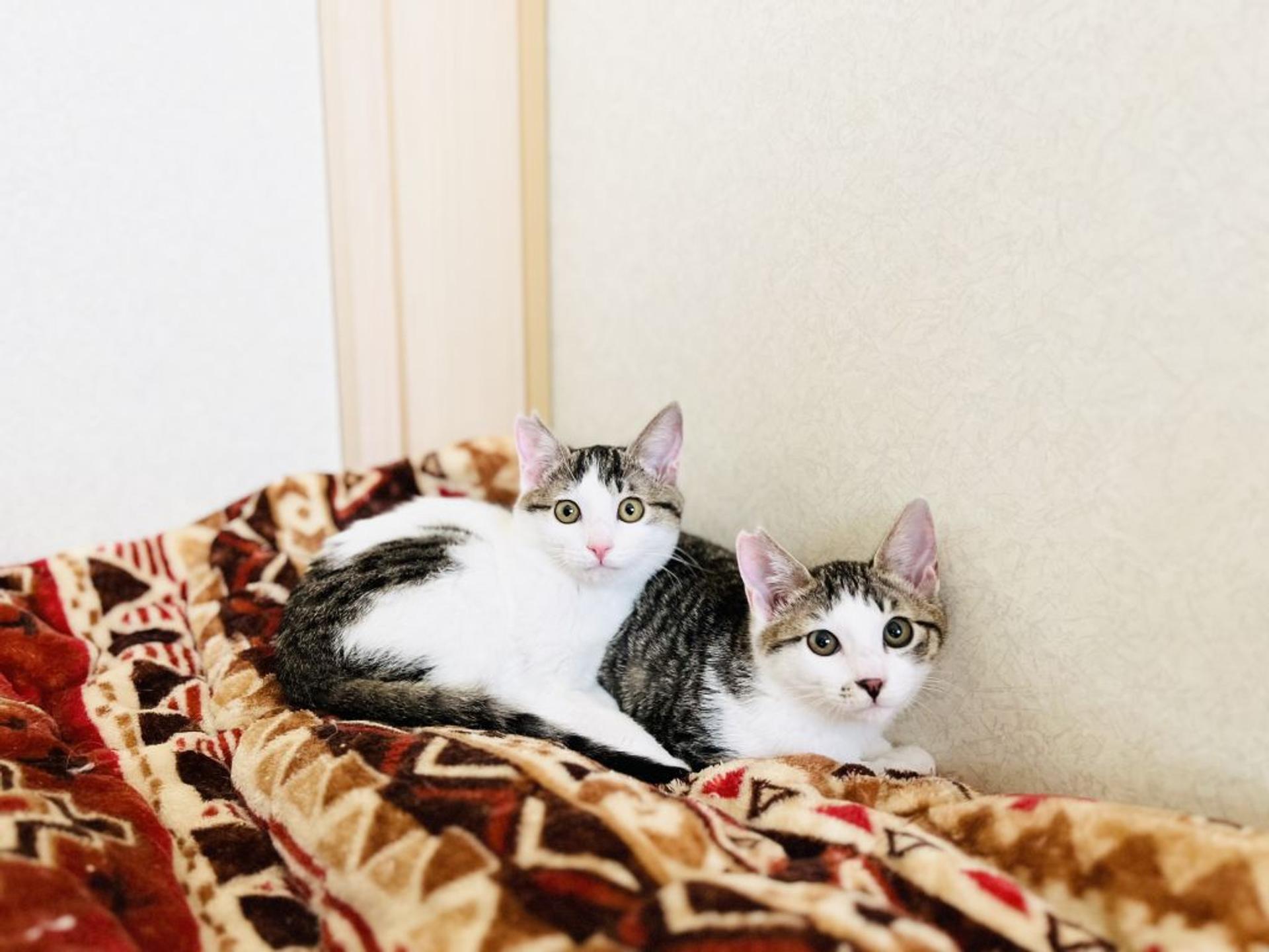 pet-image-5