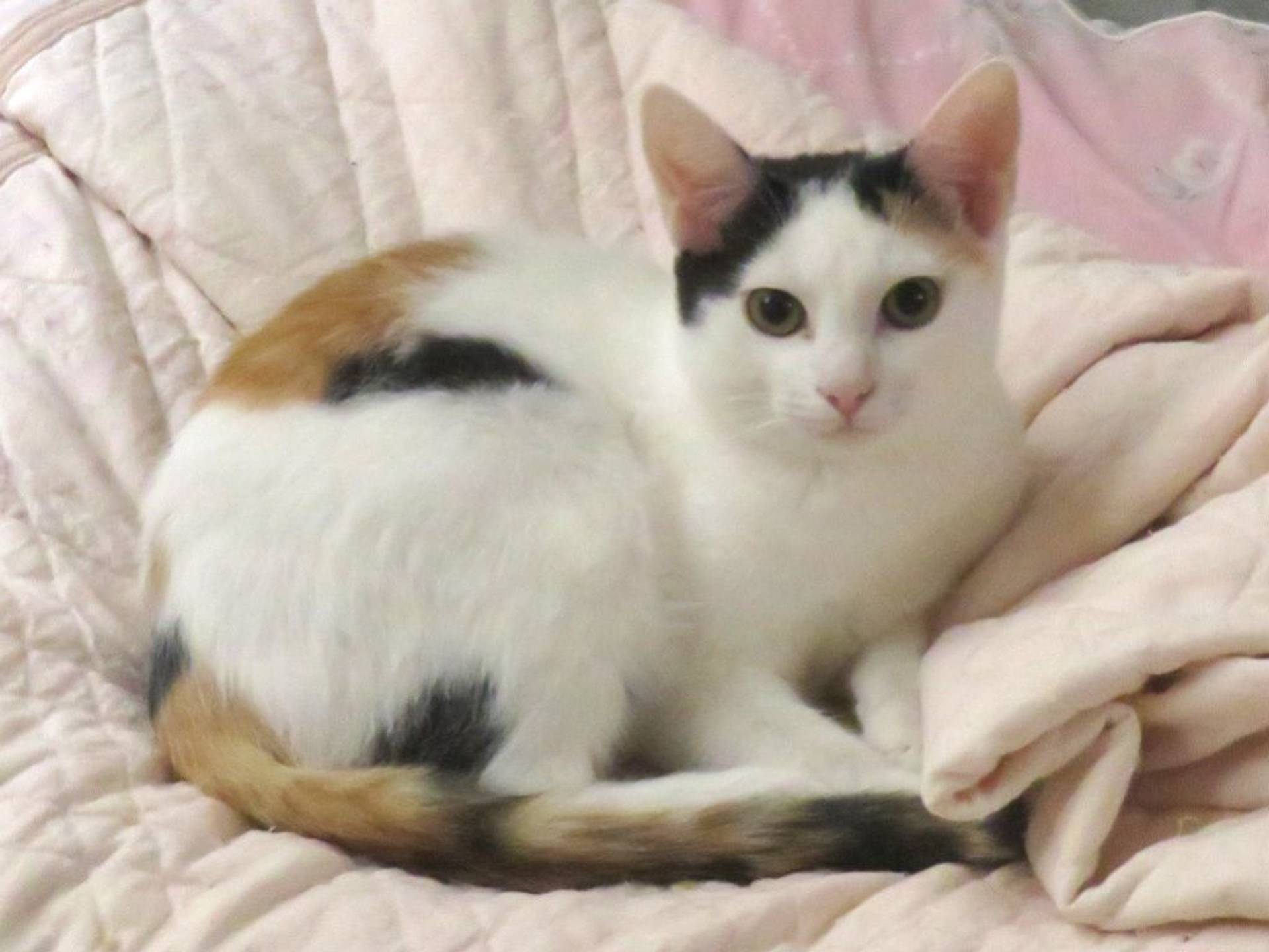 日本猫・メスの里親募集の写真