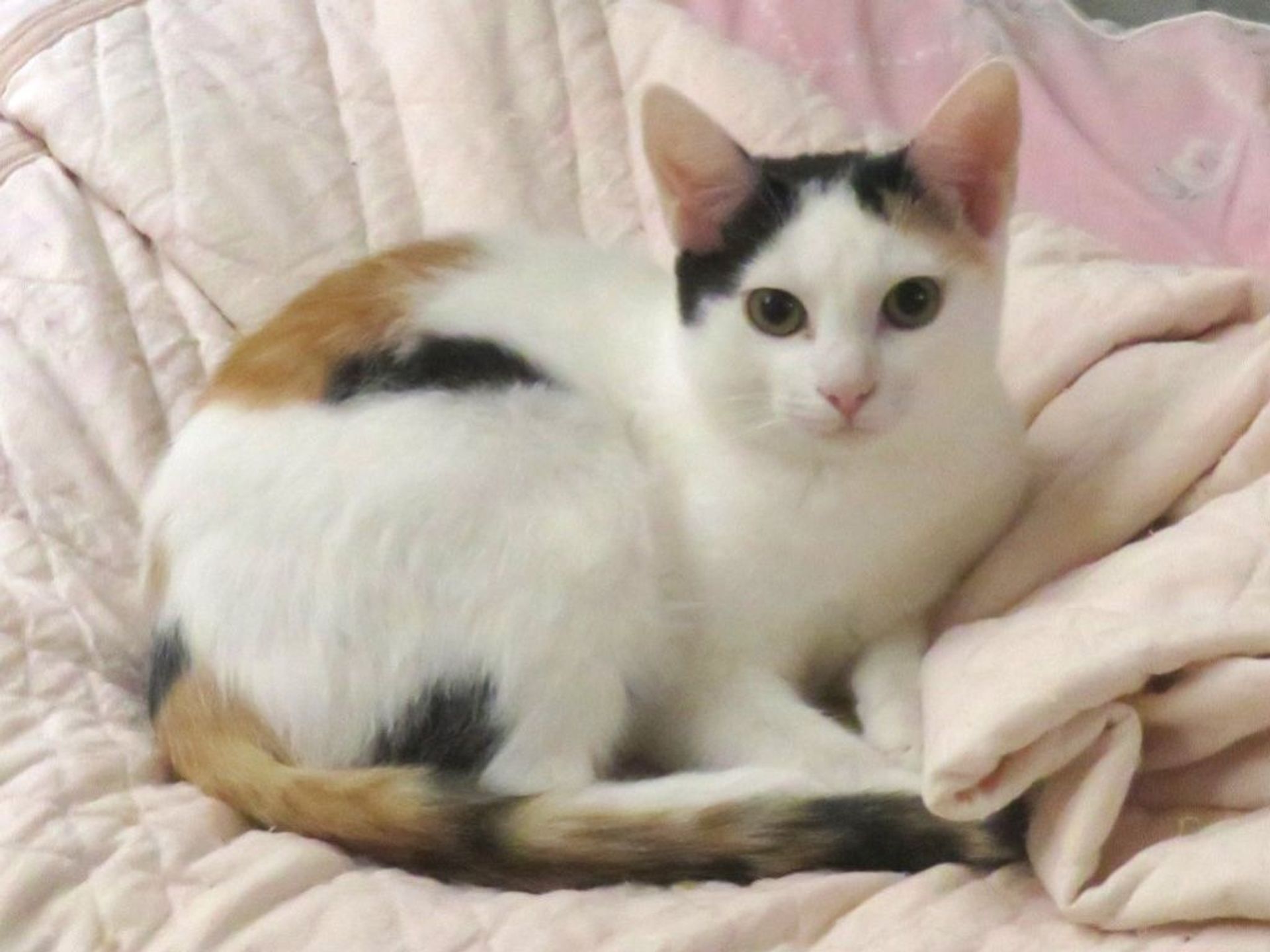 日本猫・メスの里親募集の写真