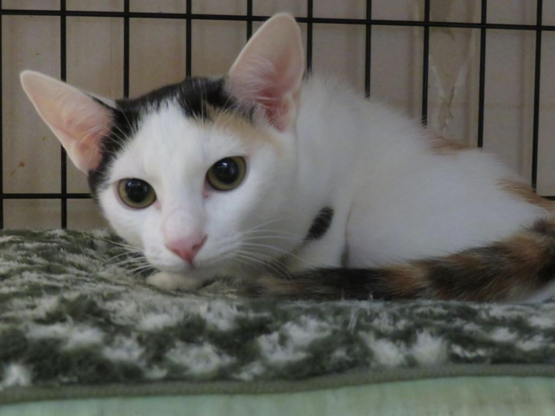 pet-image-4