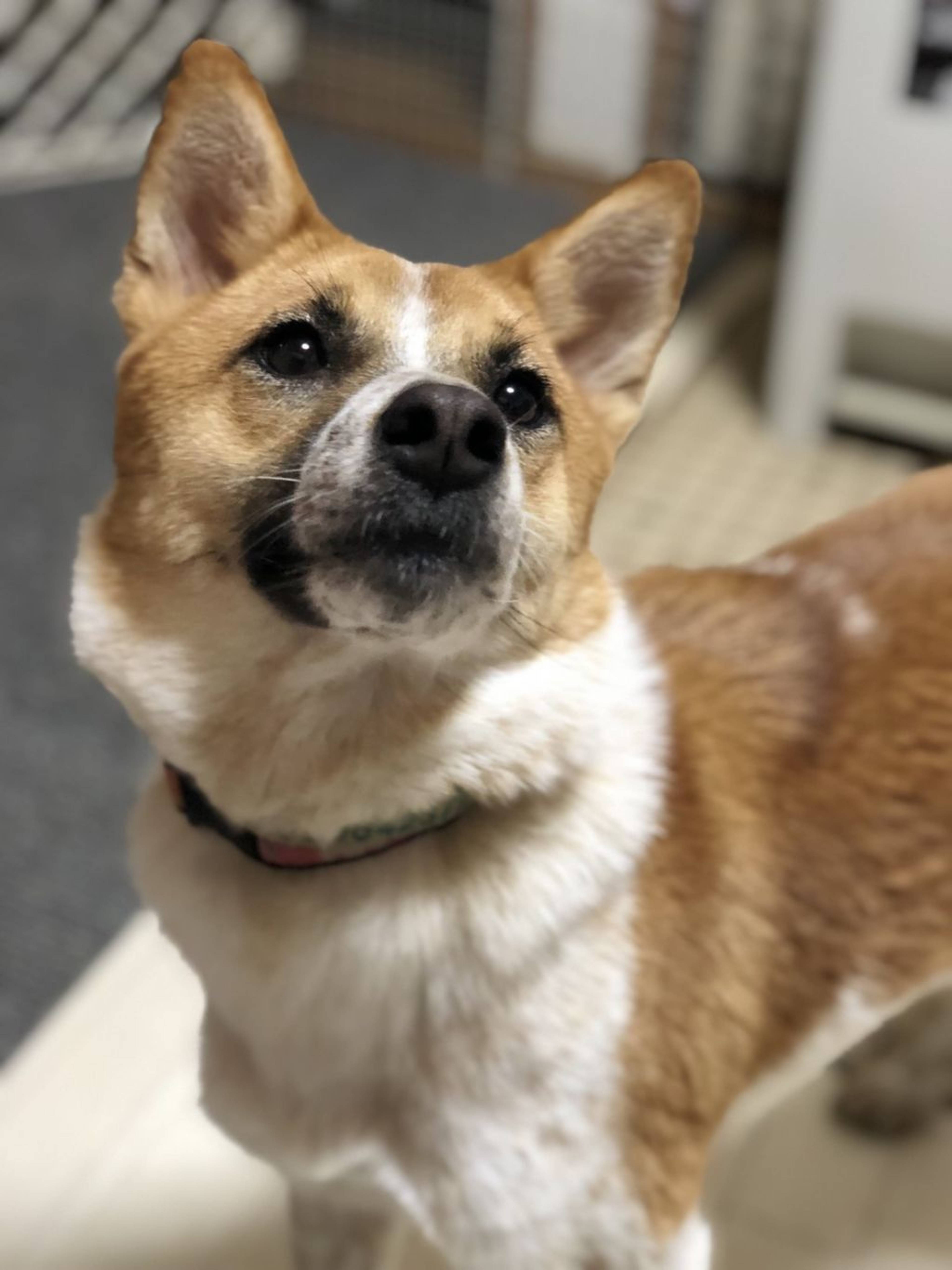 雑種（ミックス犬）・メスの里親募集の写真