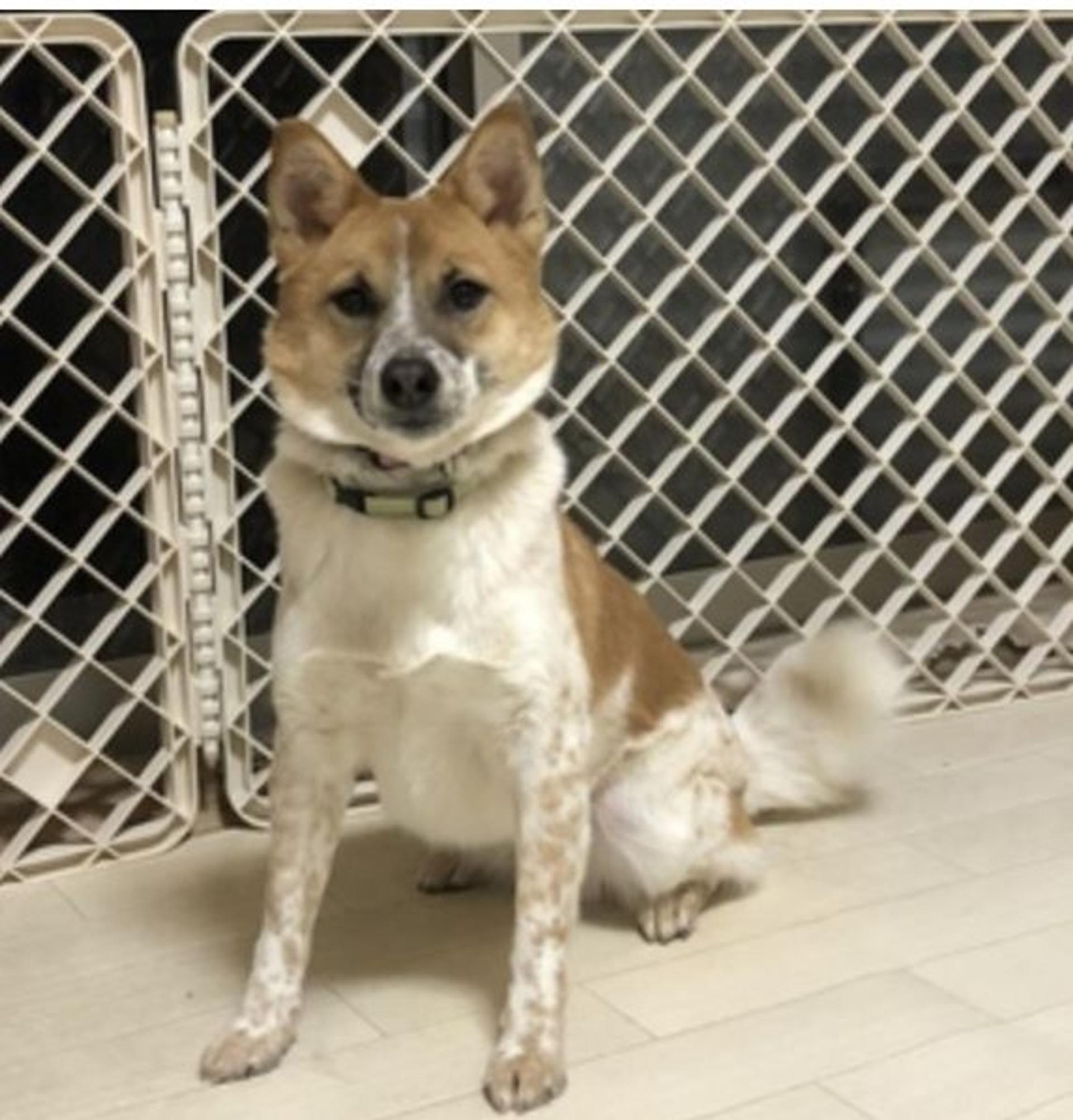 pet-image-2