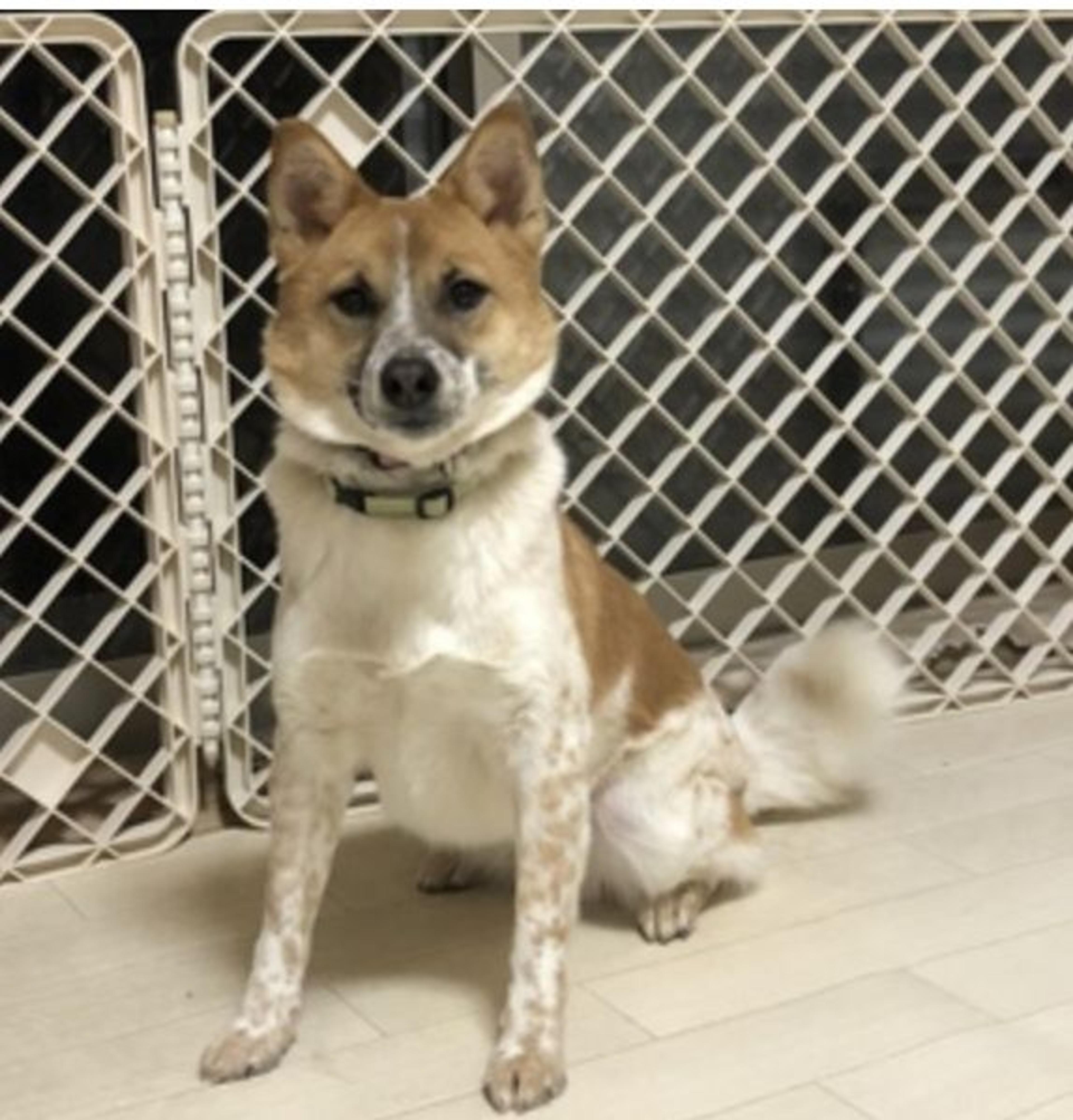 pet-image-2