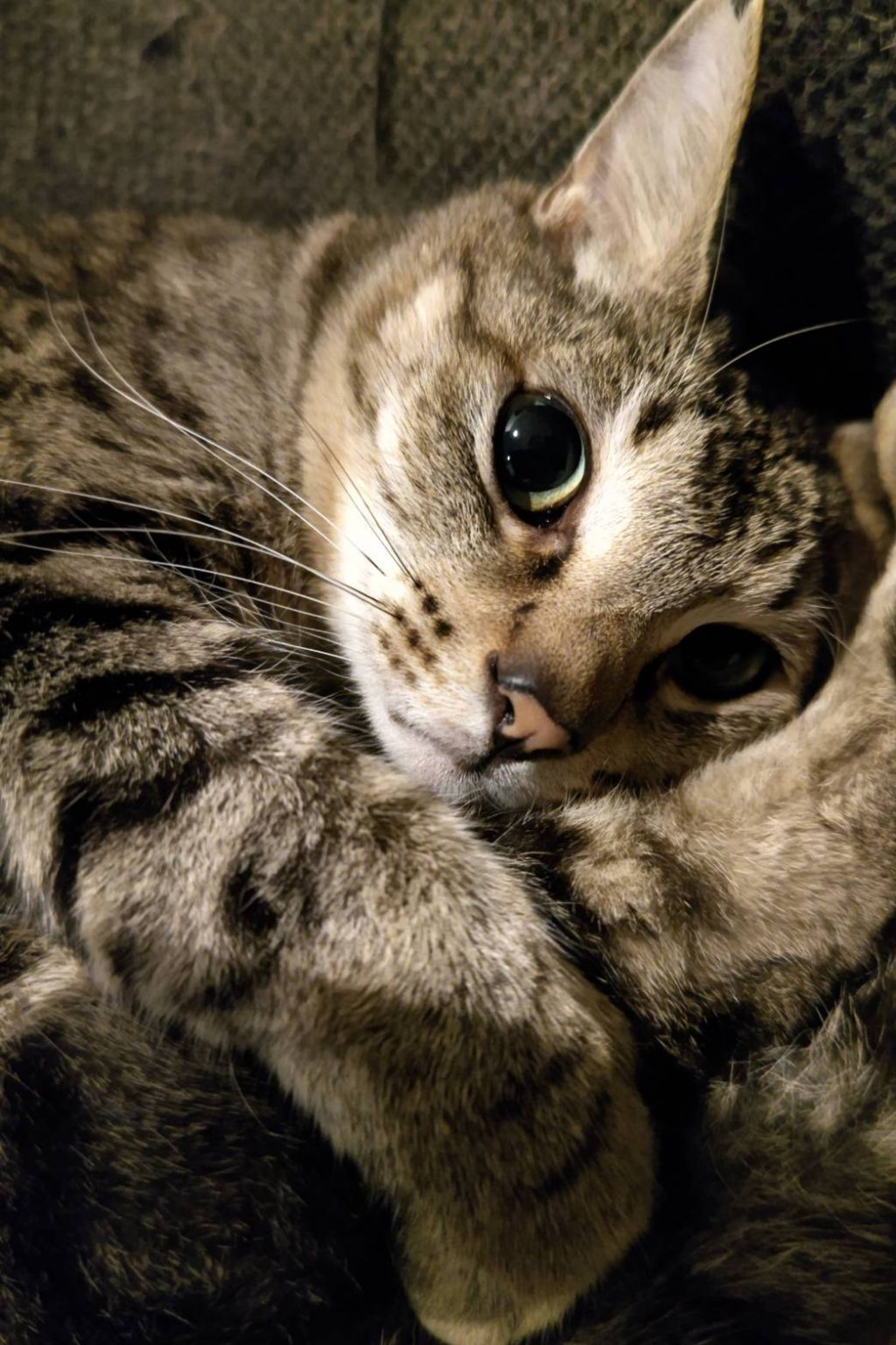 雑種（ミックス猫）・オスの里親募集の写真