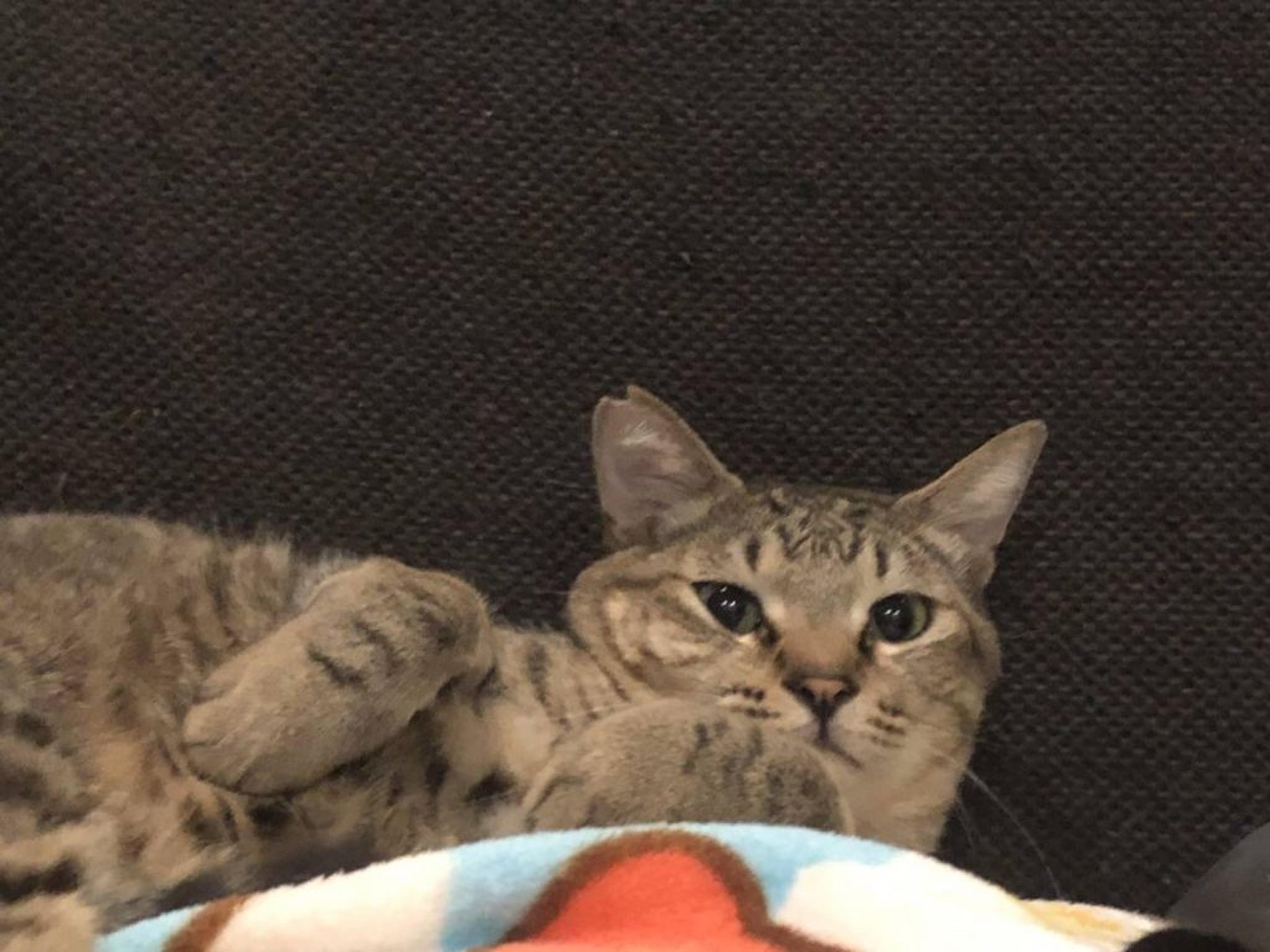 pet-image-3