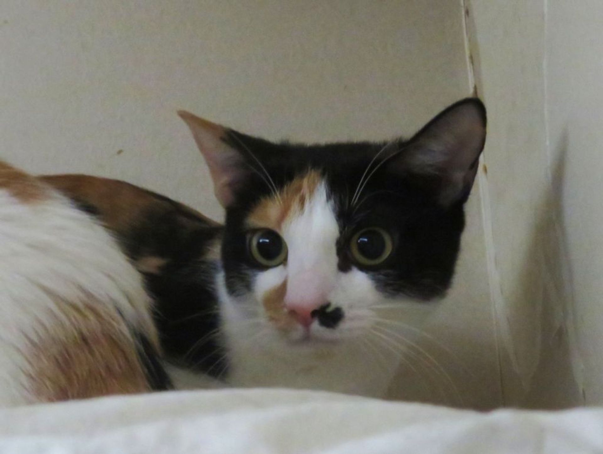 日本猫・メスの里親募集の写真