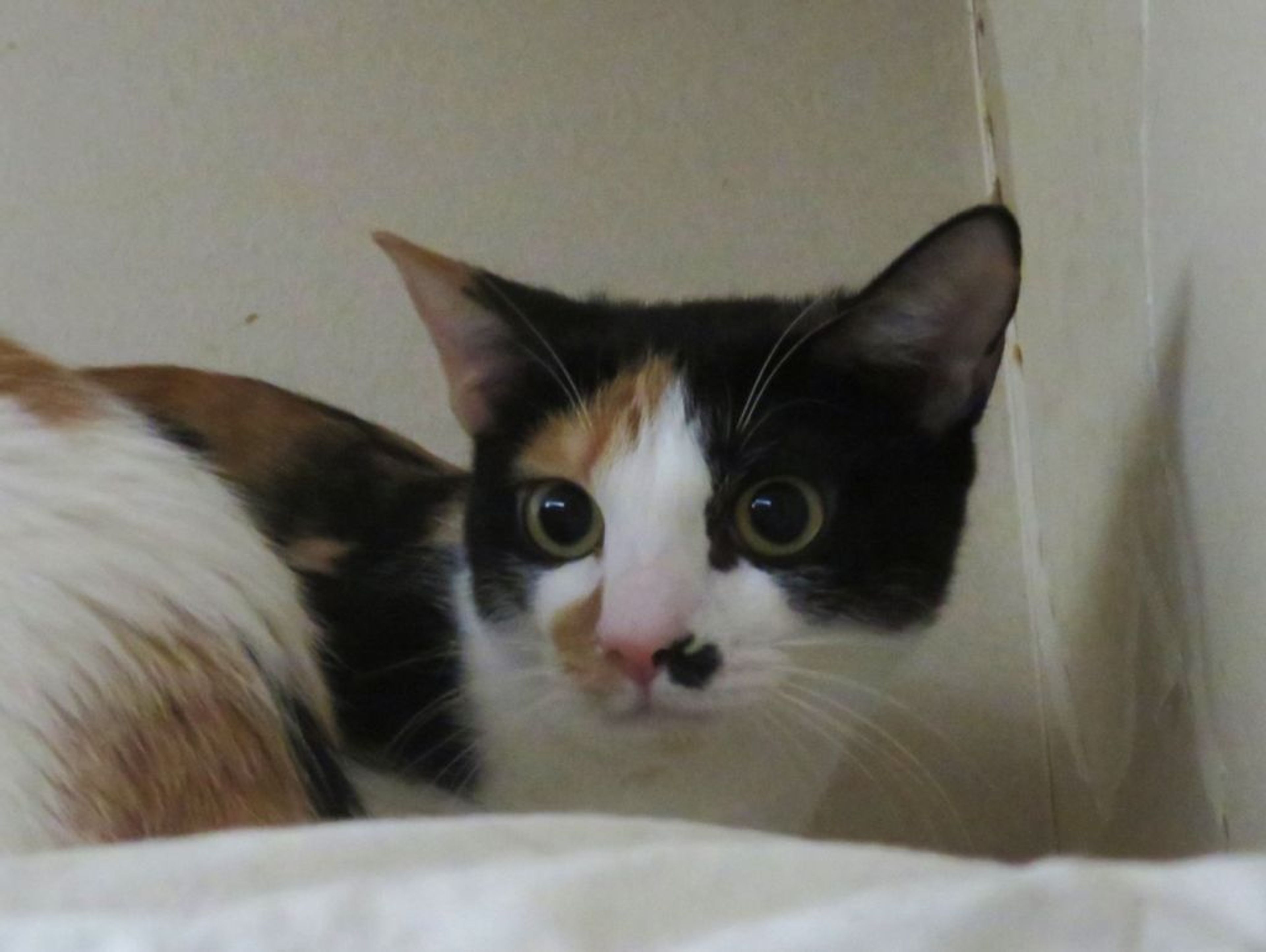 日本猫・メスの里親募集の写真