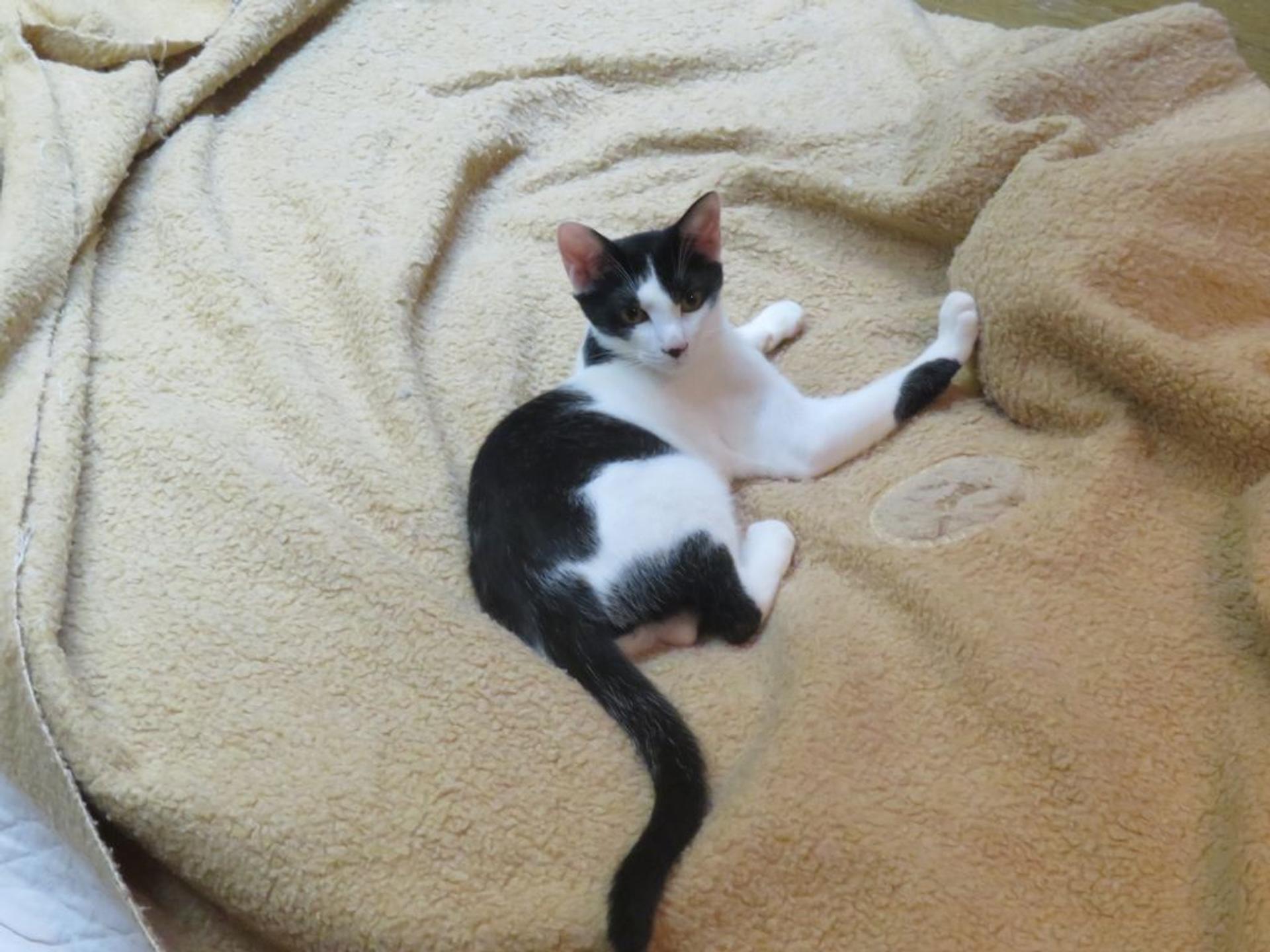 pet-image-3