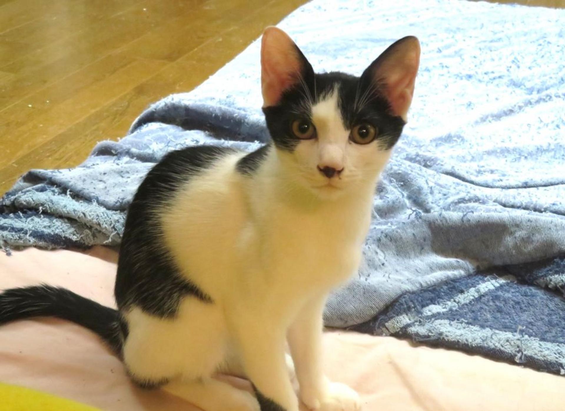 pet-image-6