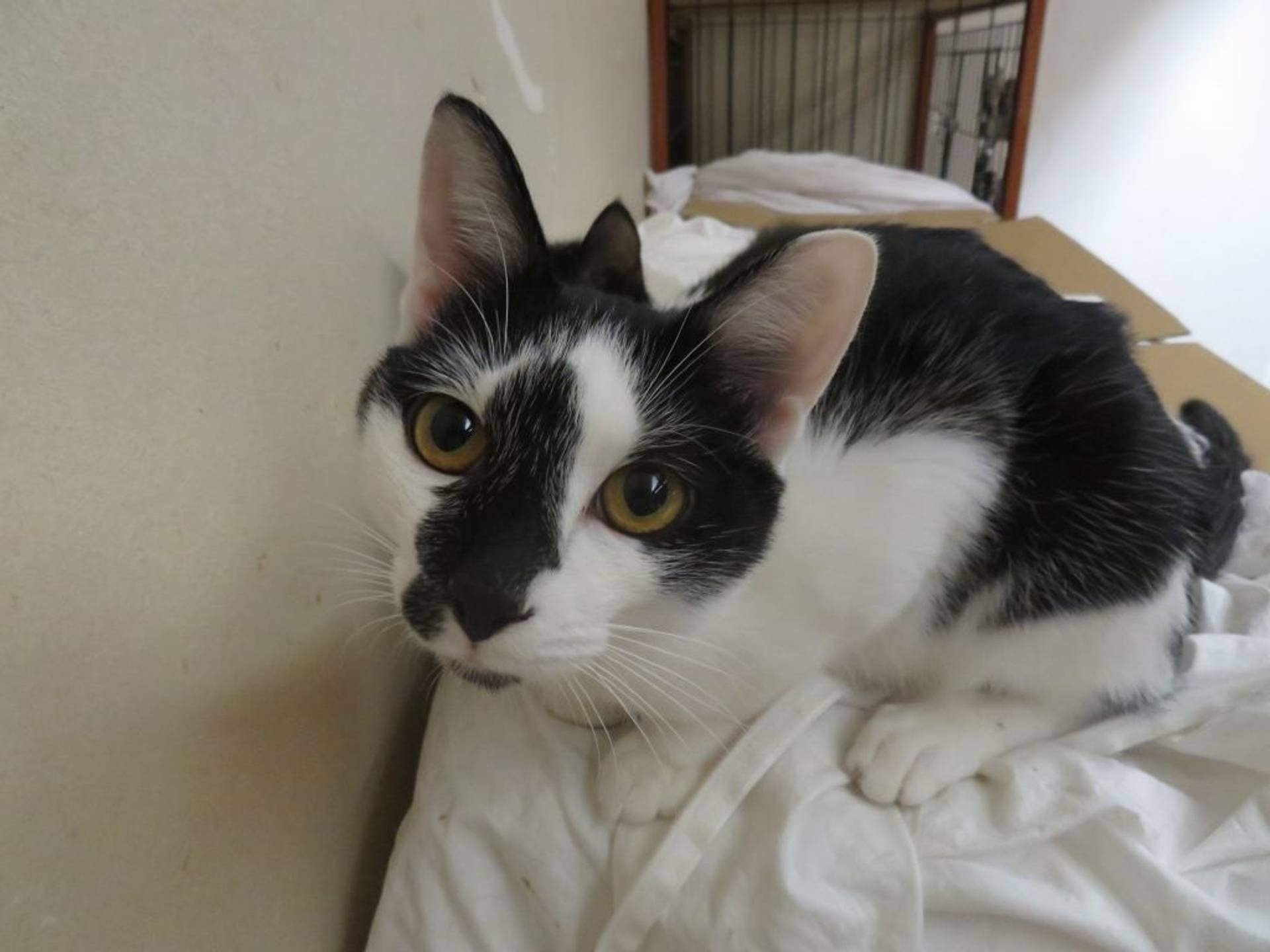 日本猫・オスの里親募集の写真