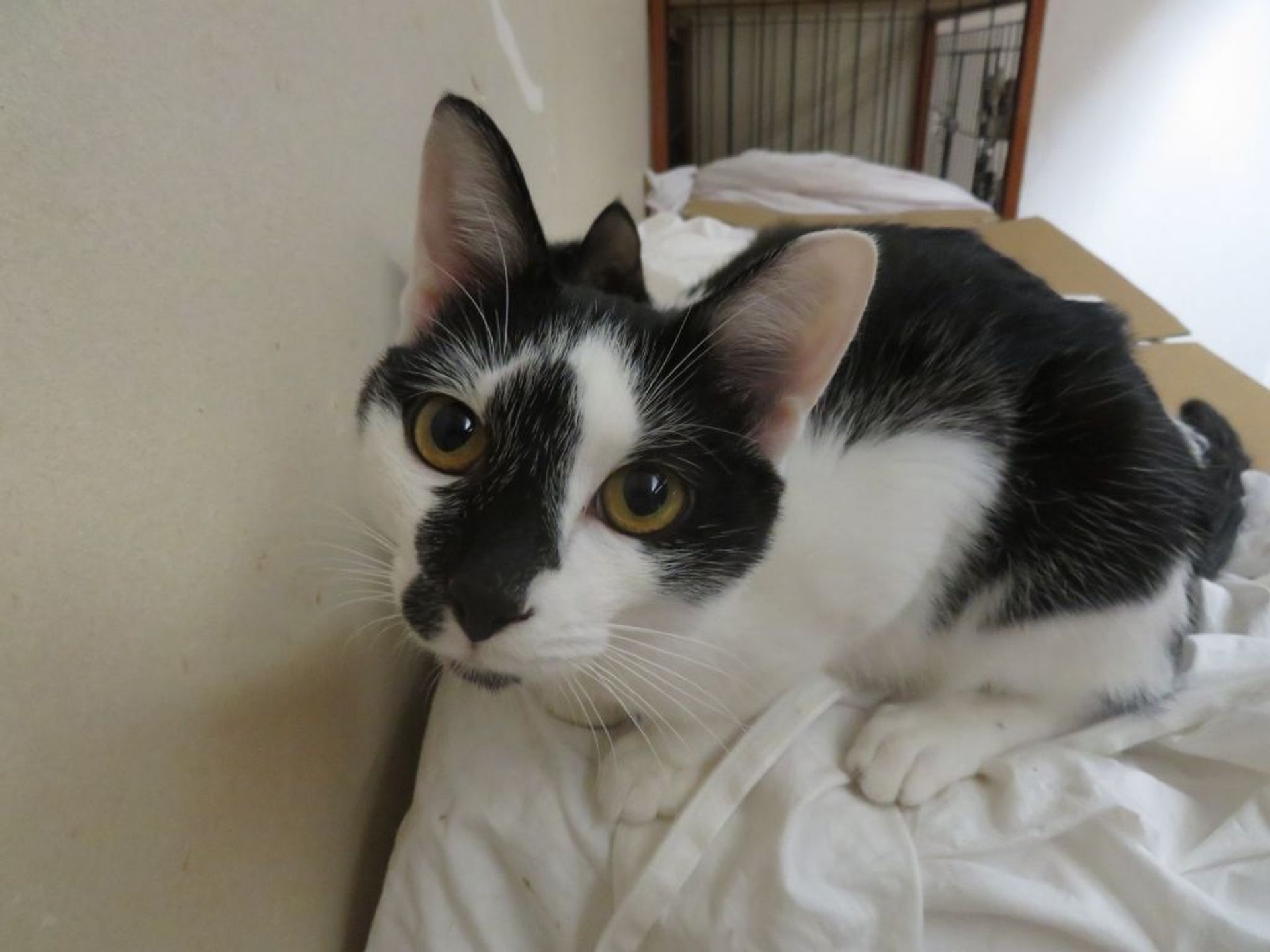 日本猫・オスの里親募集の写真