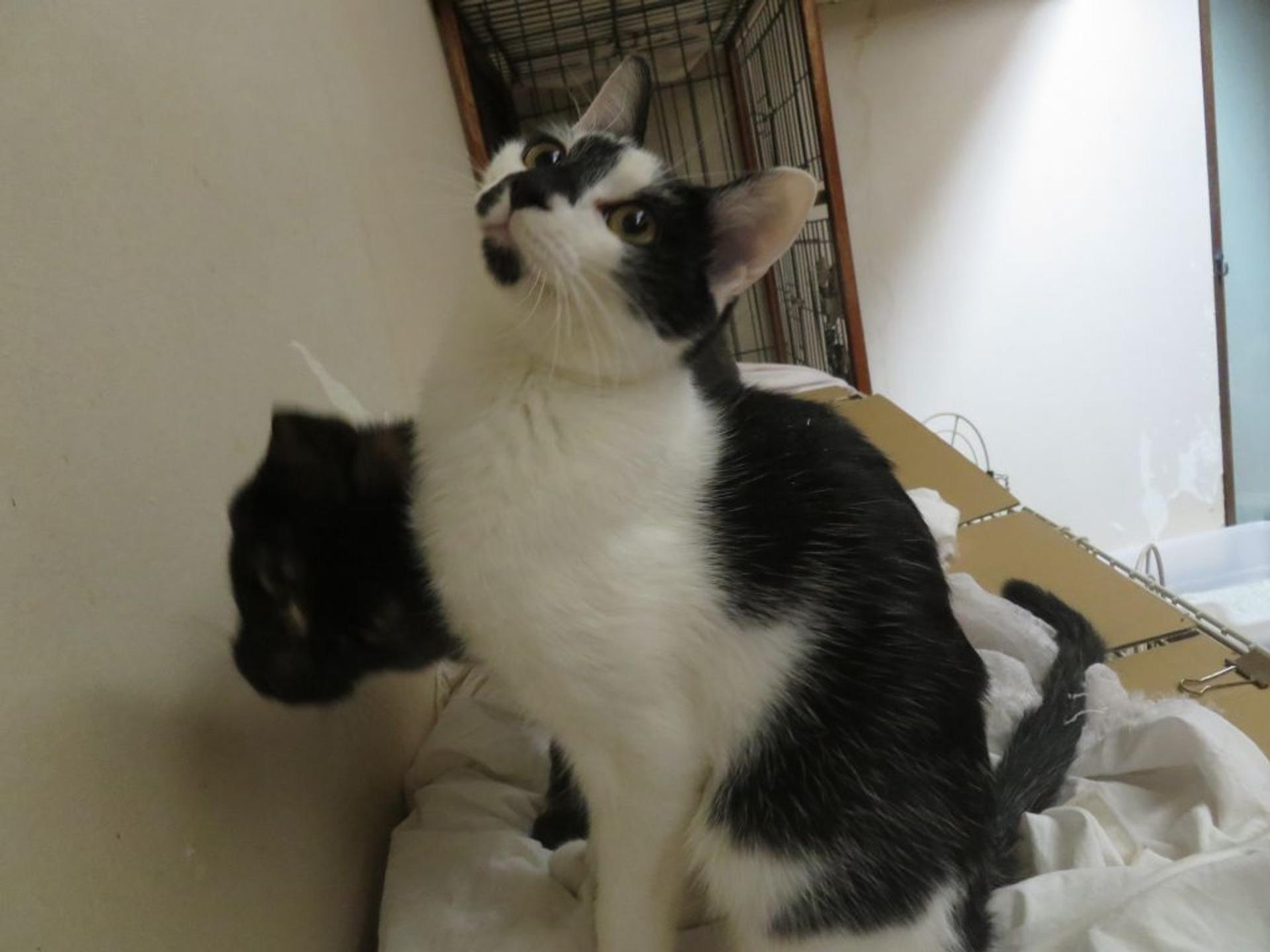 pet-image-3