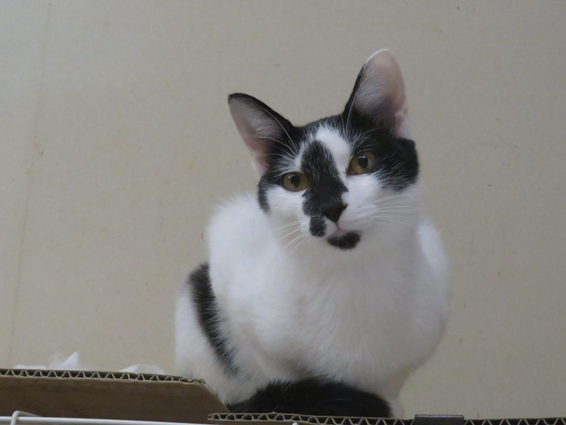 pet-image-4