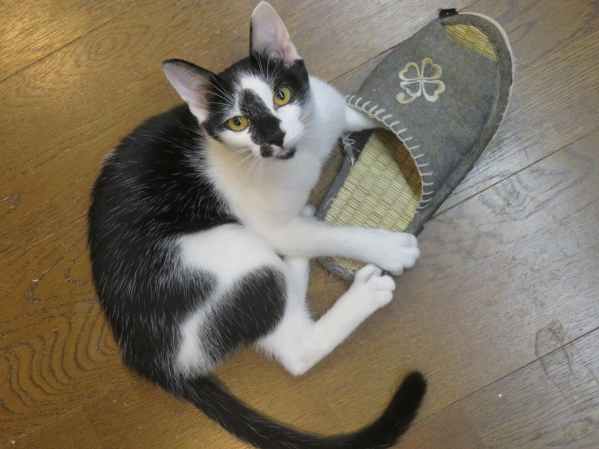 pet-image-5