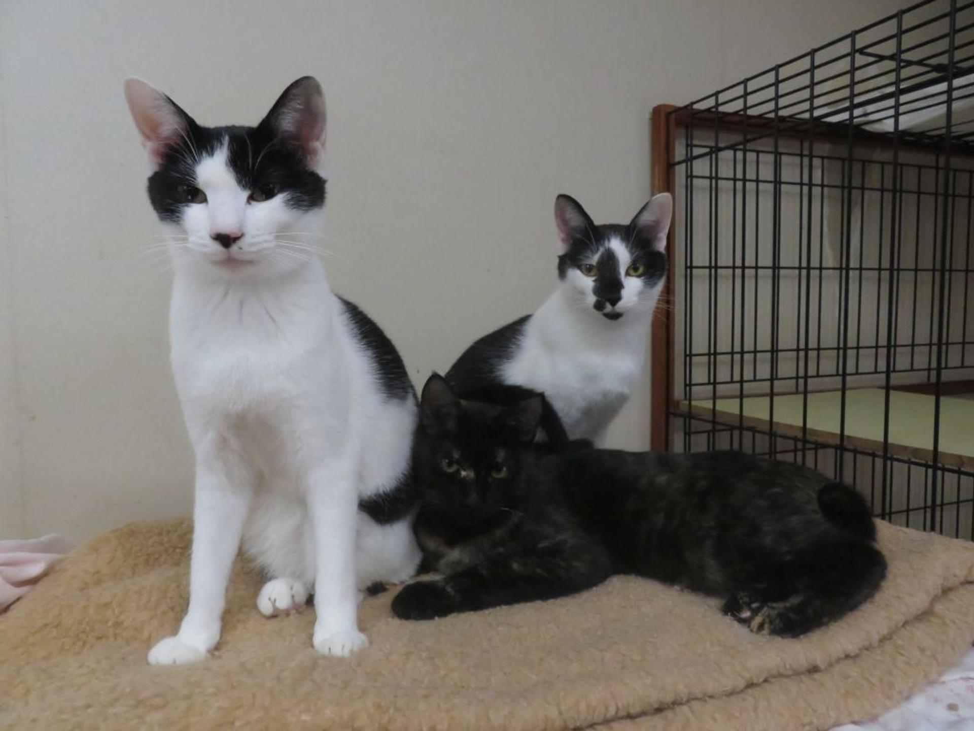 pet-image-6