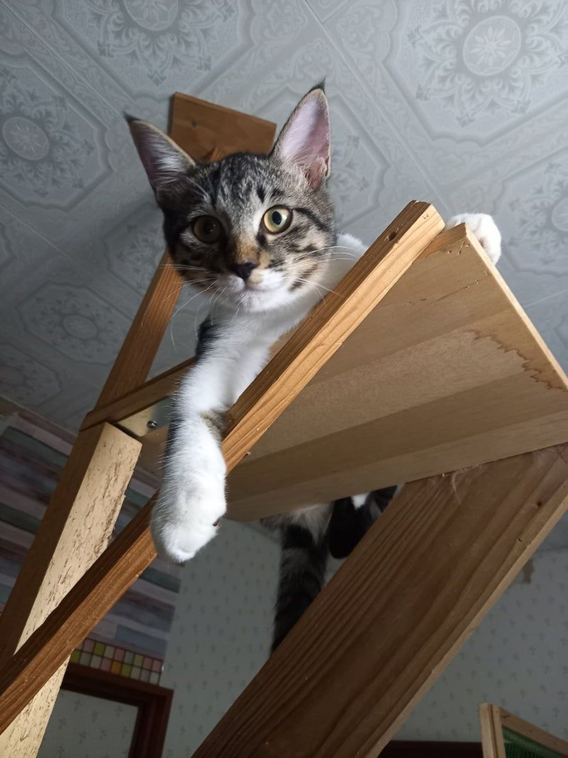 雑種（ミックス猫）・オスの里親募集の写真