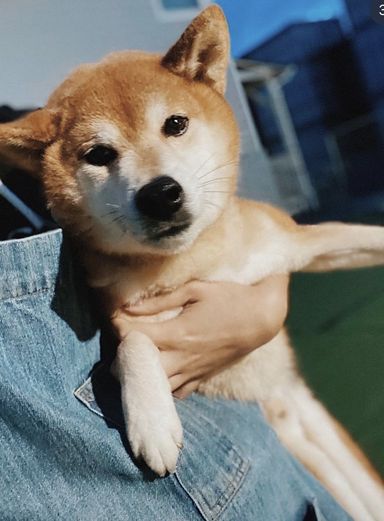 アルファードの写真
