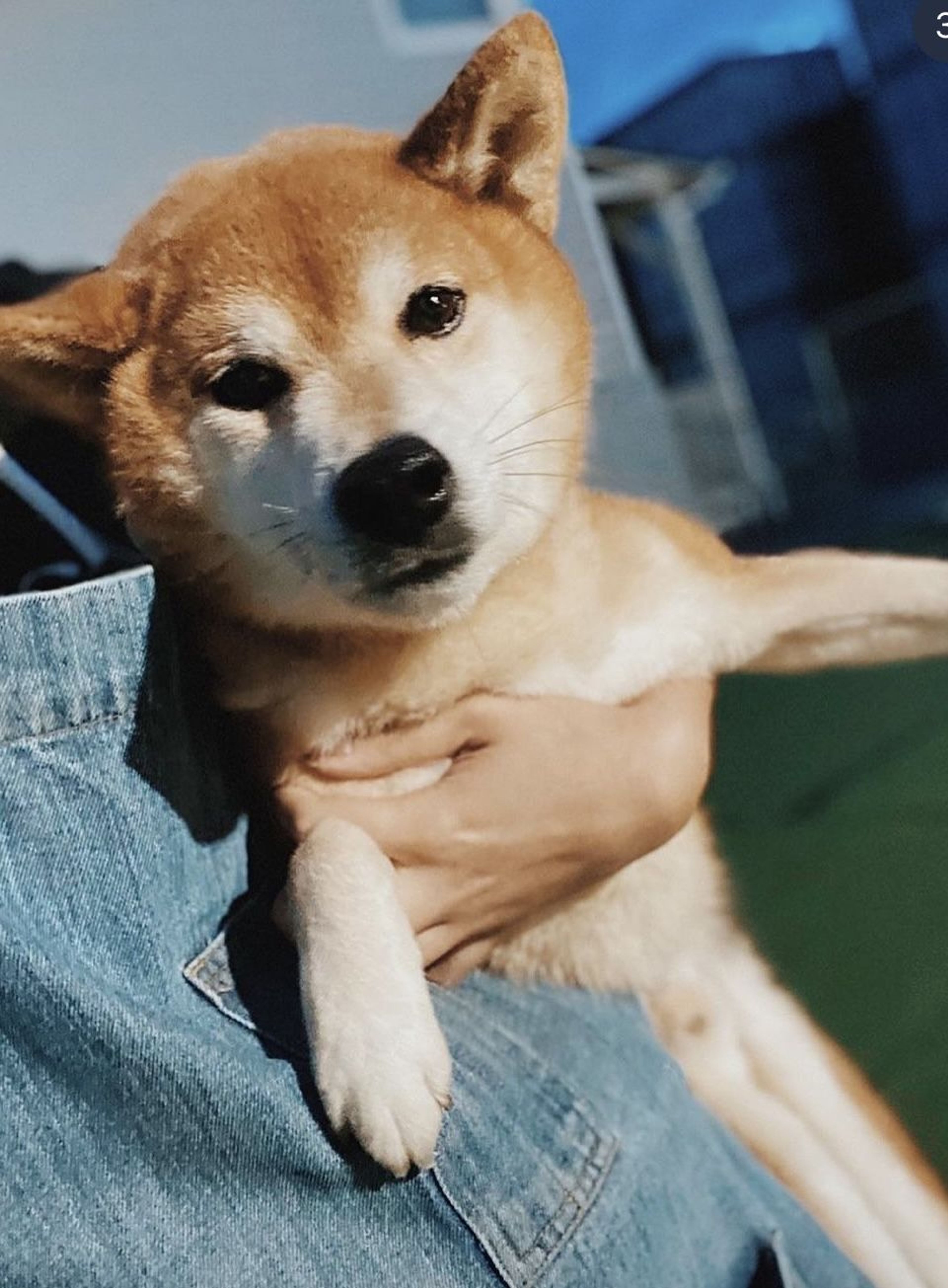 柴犬・オスの里親募集の写真